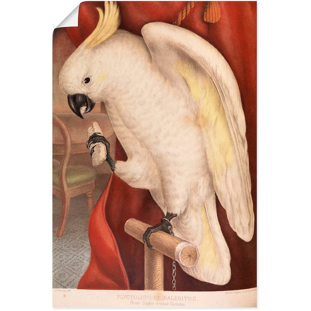 Artland Wandbild »Großer Gelbhaubenkakadu«, Vogelbilder, (1 St.), als  Alubild, Leinwandbild, Wandaufkleber oder Poster in versch. Größen kaufen |  BAUR
