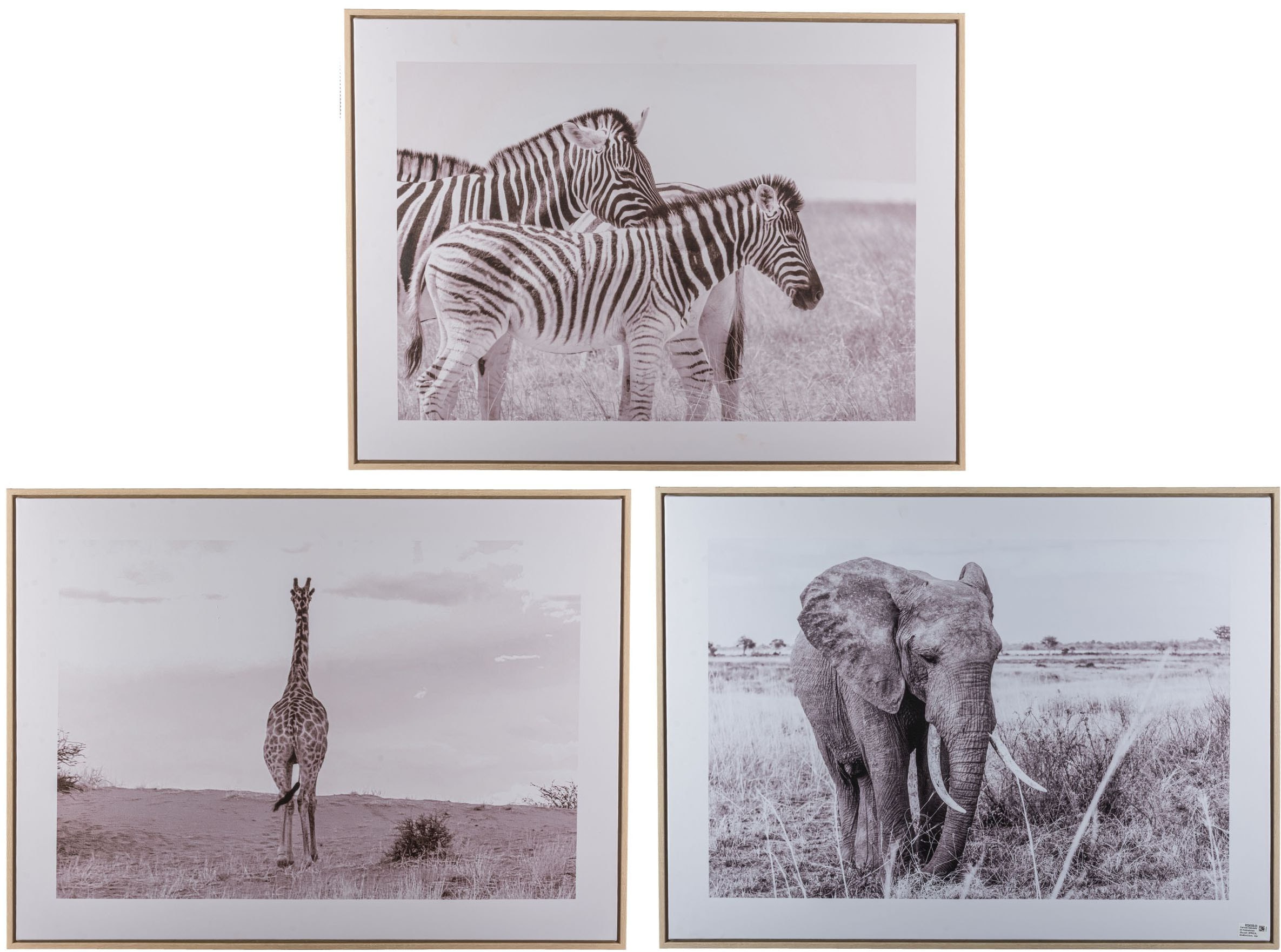 Creativ home Bild mit Rahmen »Zebra«, (1 St.), mit schwarz-weißem Motiv