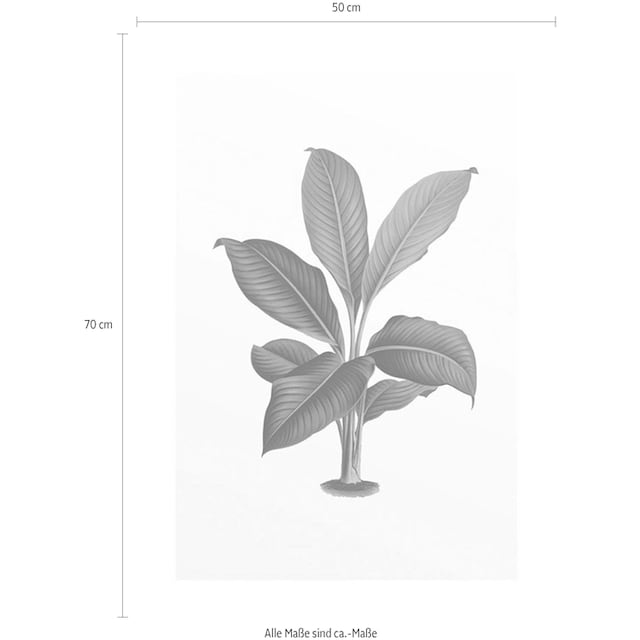 Komar Poster »Elastica Leaf«, Pflanzen-Blätter, (1 St.), Kinderzimmer,  Schlafzimmer, Wohnzimmer | BAUR