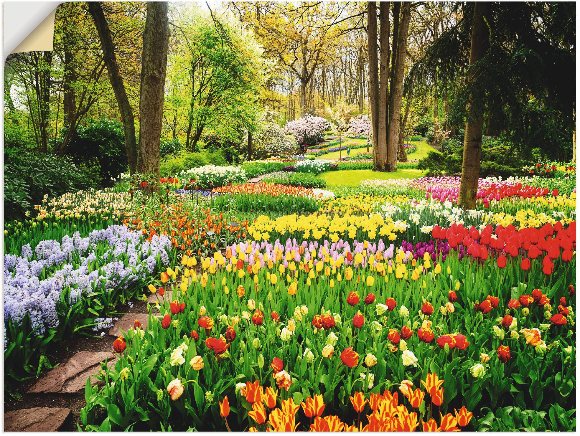 Artland Wandbild "Tulpen Garten Frühling", Blumenwiese, (1 St.), als Alubil günstig online kaufen