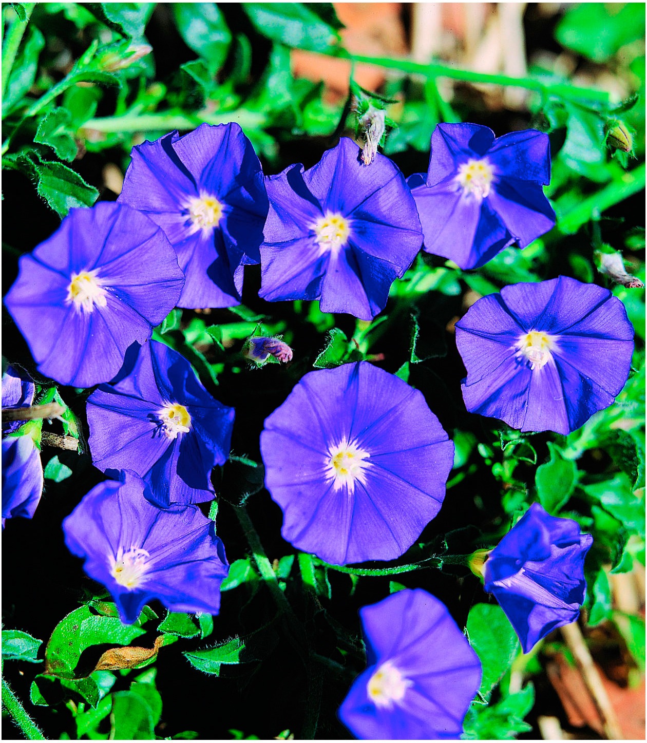 BCM Beetpflanze »Wind 'Blaue Mauritius'«, (3 St.) kaufen