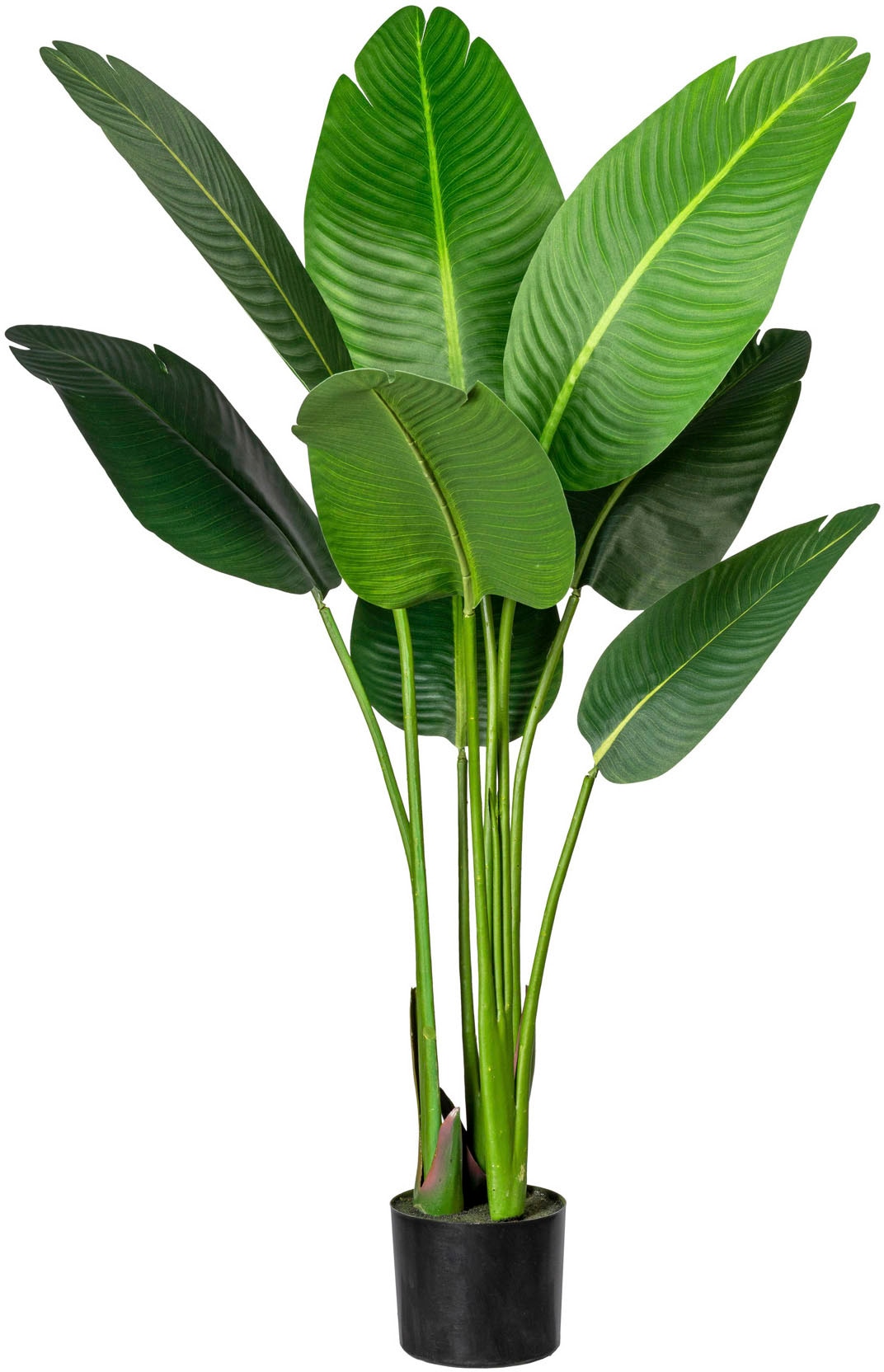 green Zimmerpflanze bestellen Creativ Künstliche »Strelitzia« | BAUR