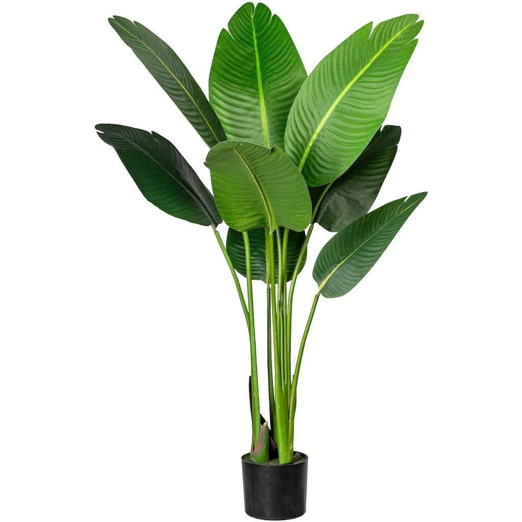 Creativ green Künstliche Zimmerpflanze »Strelitzia«
