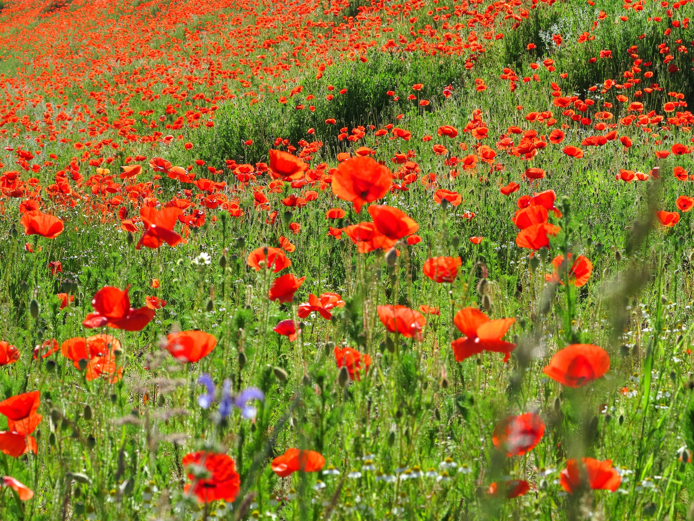 Papermoon Fototapete "Red Poppa Field" glatt