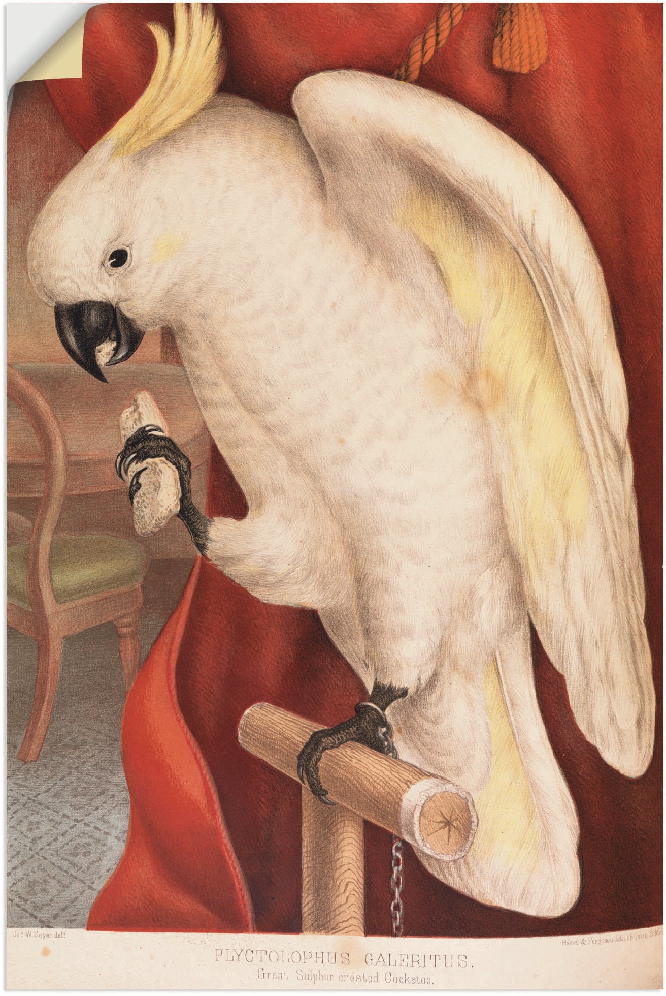 Artland Wandfolie "Großer Gelbhaubenkakadu", Vogelbilder, (1 St.), selbstklebend
