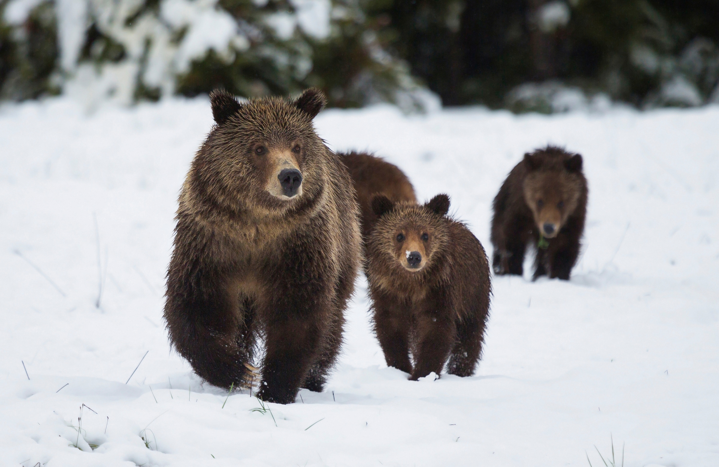 Papermoon Fototapete "GRIZZLEY BÄR-MIT JUNGEN WINTER NATUR WILDE TIERE WALD"