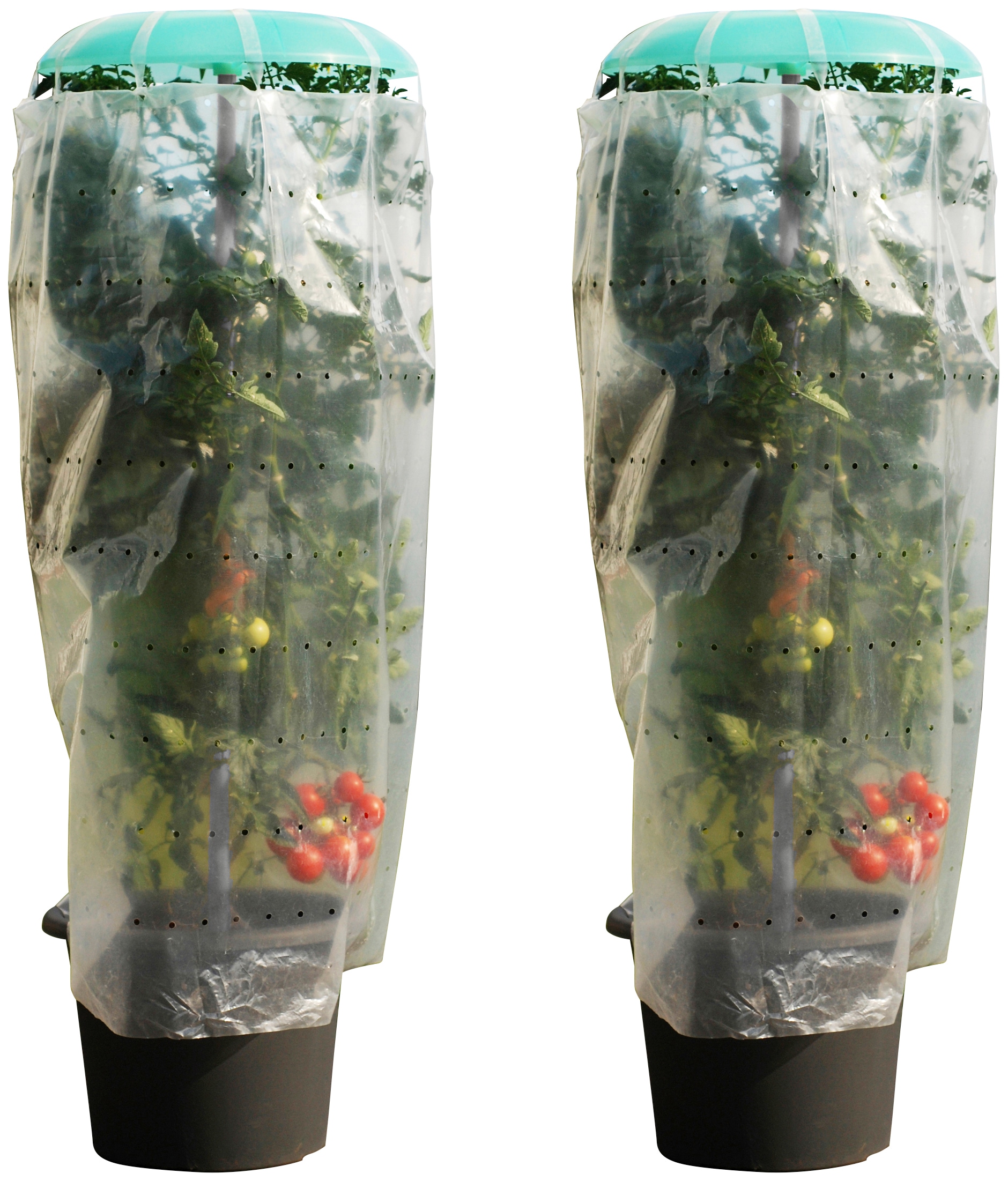 KHW Pflanzenschutzdach "Tomatenhut" inkl. Stab und Schutzfolie, BxH: 49x120 günstig online kaufen