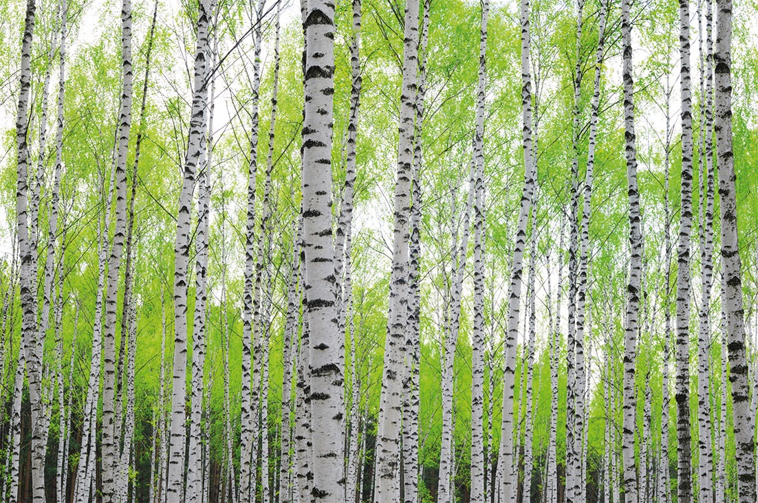 Papermoon Fototapete "Birch Forest", matt