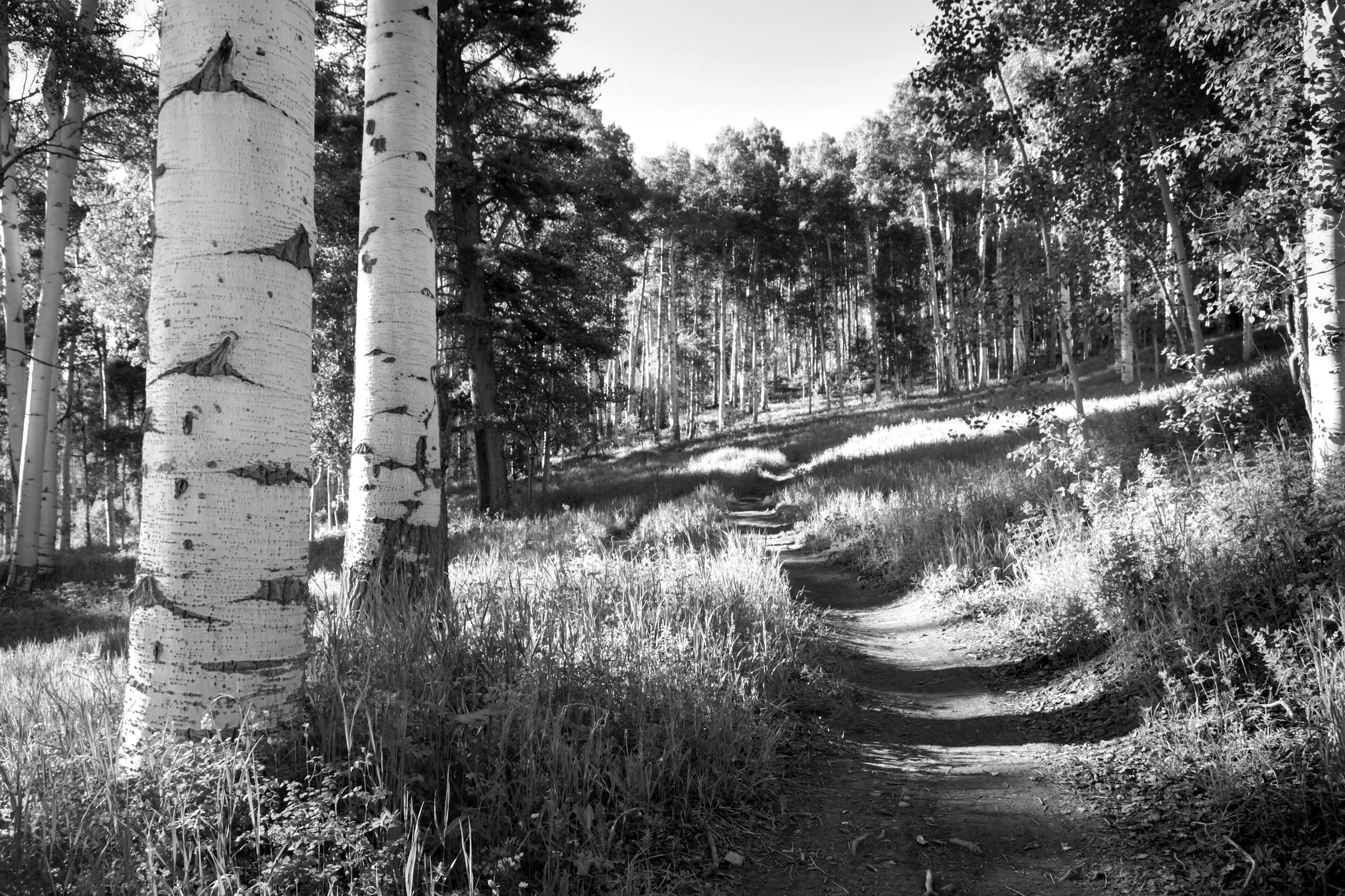 Papermoon Fototapete »Birkenwald Schwarz & Weiß«