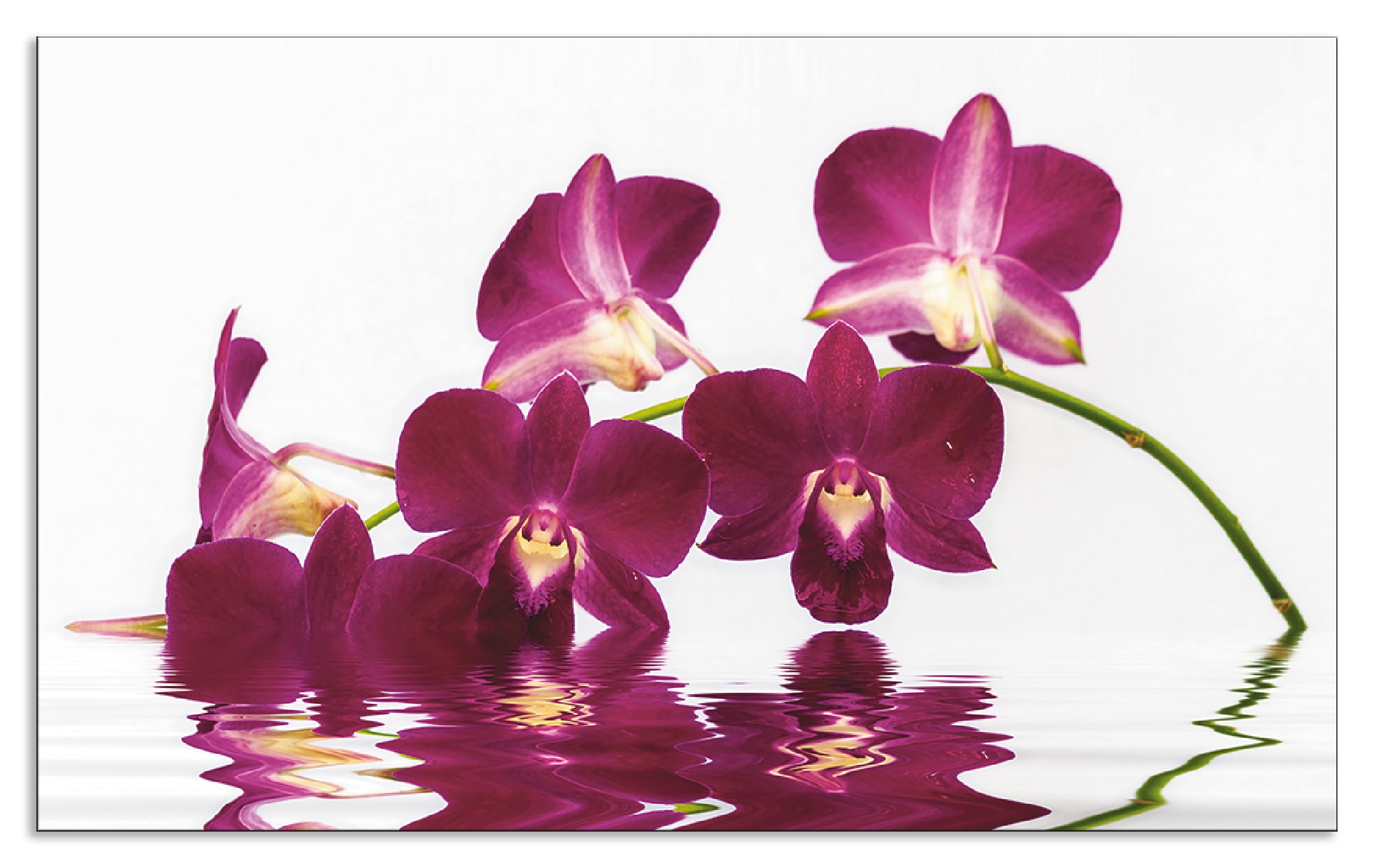 Artland Küchenrückwand "Phalaenopsis Orchidee", (1 tlg.), Alu Spritzschutz günstig online kaufen