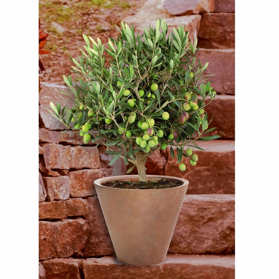 BCM Olivenbaum »Olivenbaum, Ministamm«, (1 St.), Höhe: 40-50 cm, 1 Pflanze kaufen