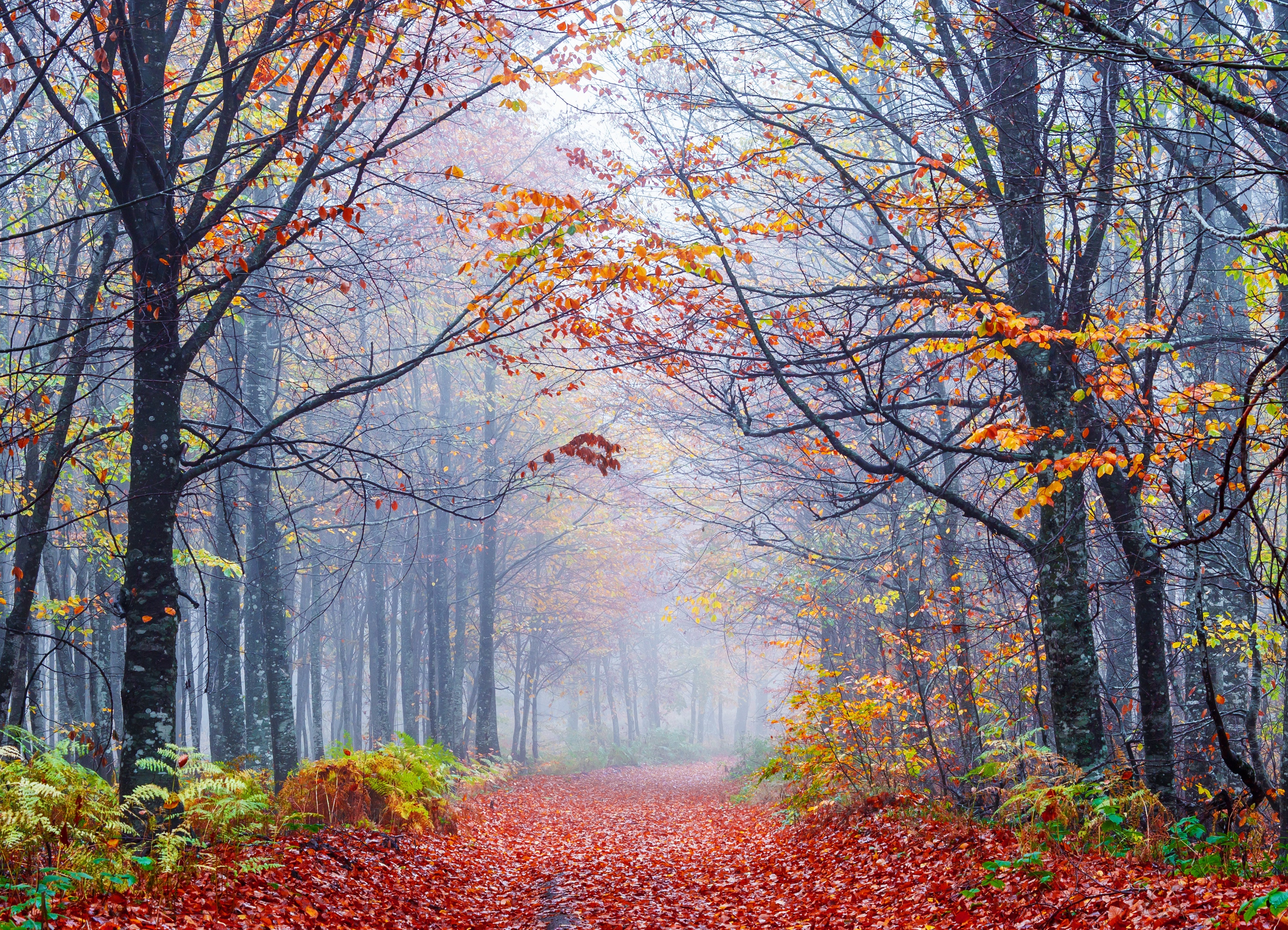 Papermoon Fototapete "Foggy Autumn Forest Road" glatt