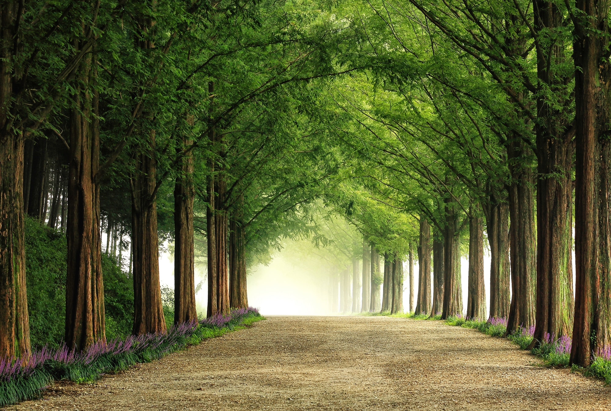 Papermoon Fototapete "Photo-Art TIGER SEO, METASEQUOIA ROAD"