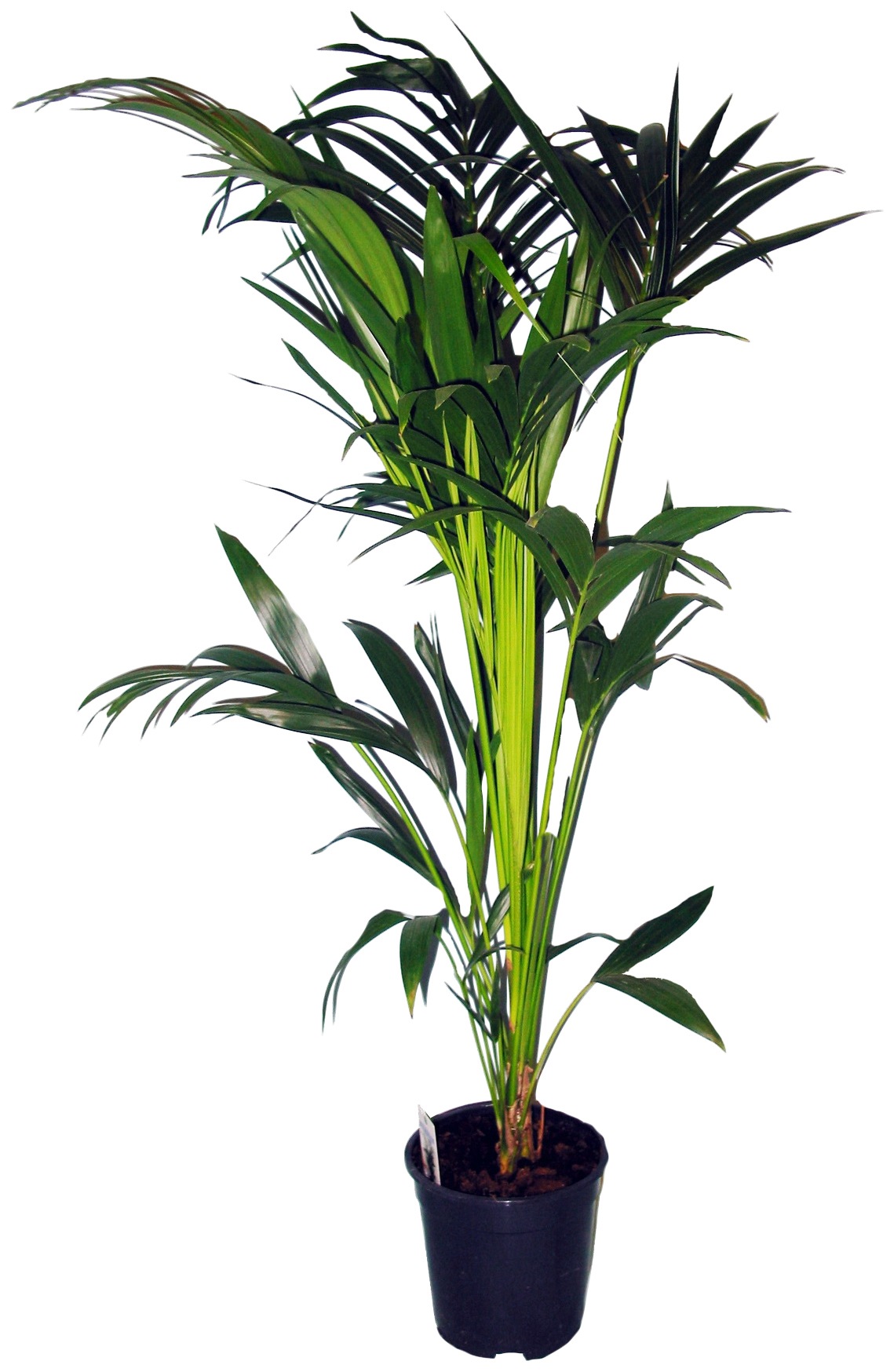 Dominik Zimmerpflanze »Kentia-Palme«, (1 St.), Höhe: 60 cm, 1 Pflanze kaufen