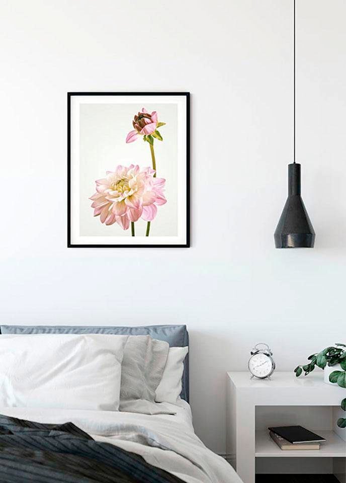 Komar Bild »Dahlia«, Blumen, (1 St.), Wandbild zur Dekoration - ohne Rahmen