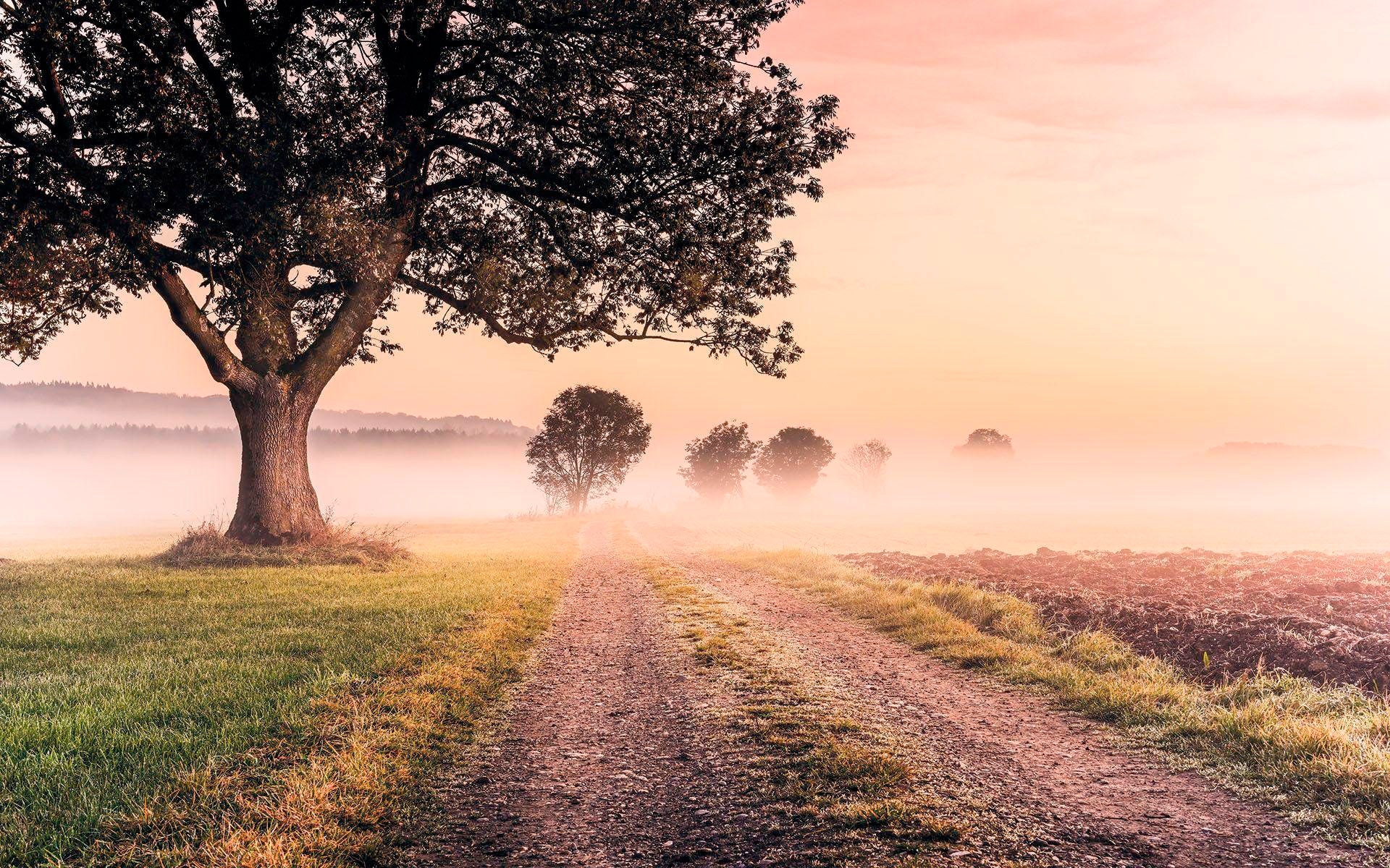 KOMAR Vliestapete "Digitaldruck Vlies - Misty Morning - Größe 400 x 250 cm", B/L: 400m x 250m, Rollen: 1, braun, Wohnzimmer, Tapeten, Wohnzimmer,