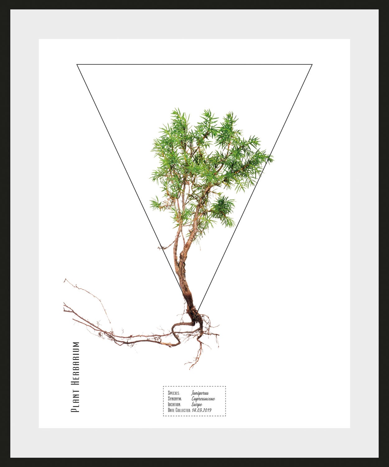 queence Bild "Juniperus", Pflanzen-Pflanzenbilder-Schriftzug, (1 St.), HD P günstig online kaufen