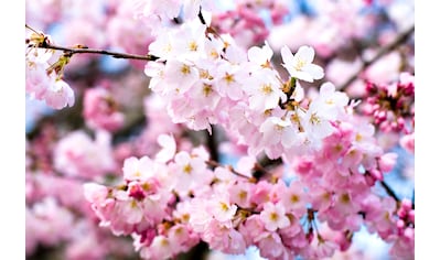 Fototapete »Cherry Blossoms«