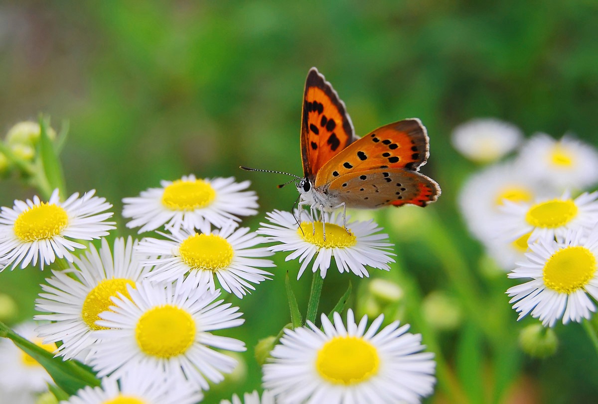 Papermoon Fototapete »Schmetterling«