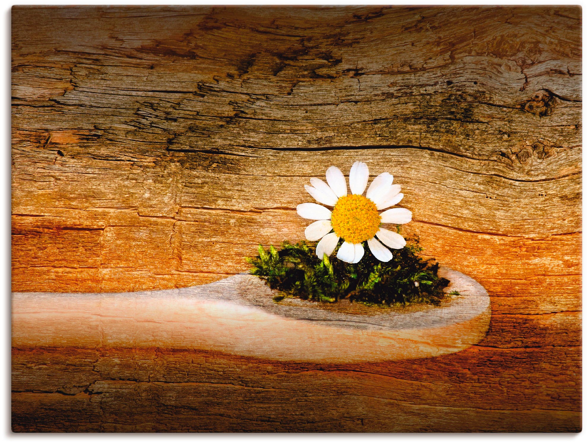 Artland Wandbild "Kamille", Blumen, (1 St.), als Leinwandbild, Wandaufkleber in verschied. Größen