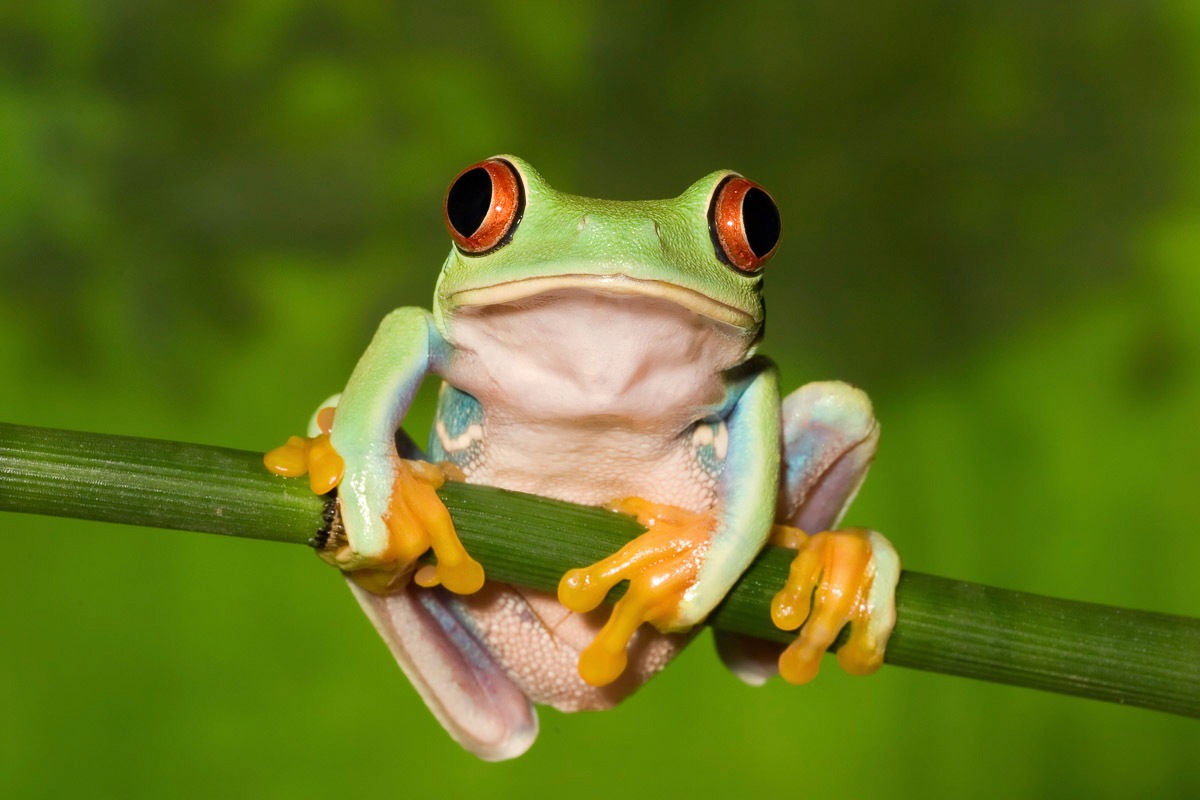Papermoon Fototapetas »Frosch«