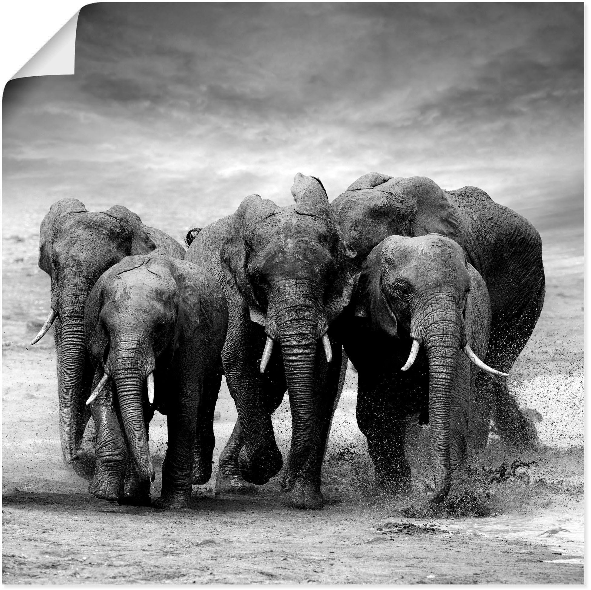 Artland Wandbild »Elefanten«, Wandaufkleber als Alubild, BAUR | Leinwandbild, St.), (1 Wildtiere, kaufen Größen oder in versch. Poster