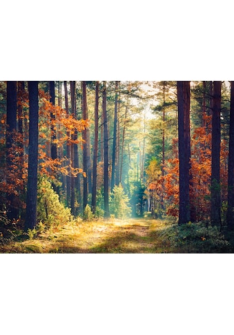 Papermoon Fototapetas »Autumn Forest Sun Rays«