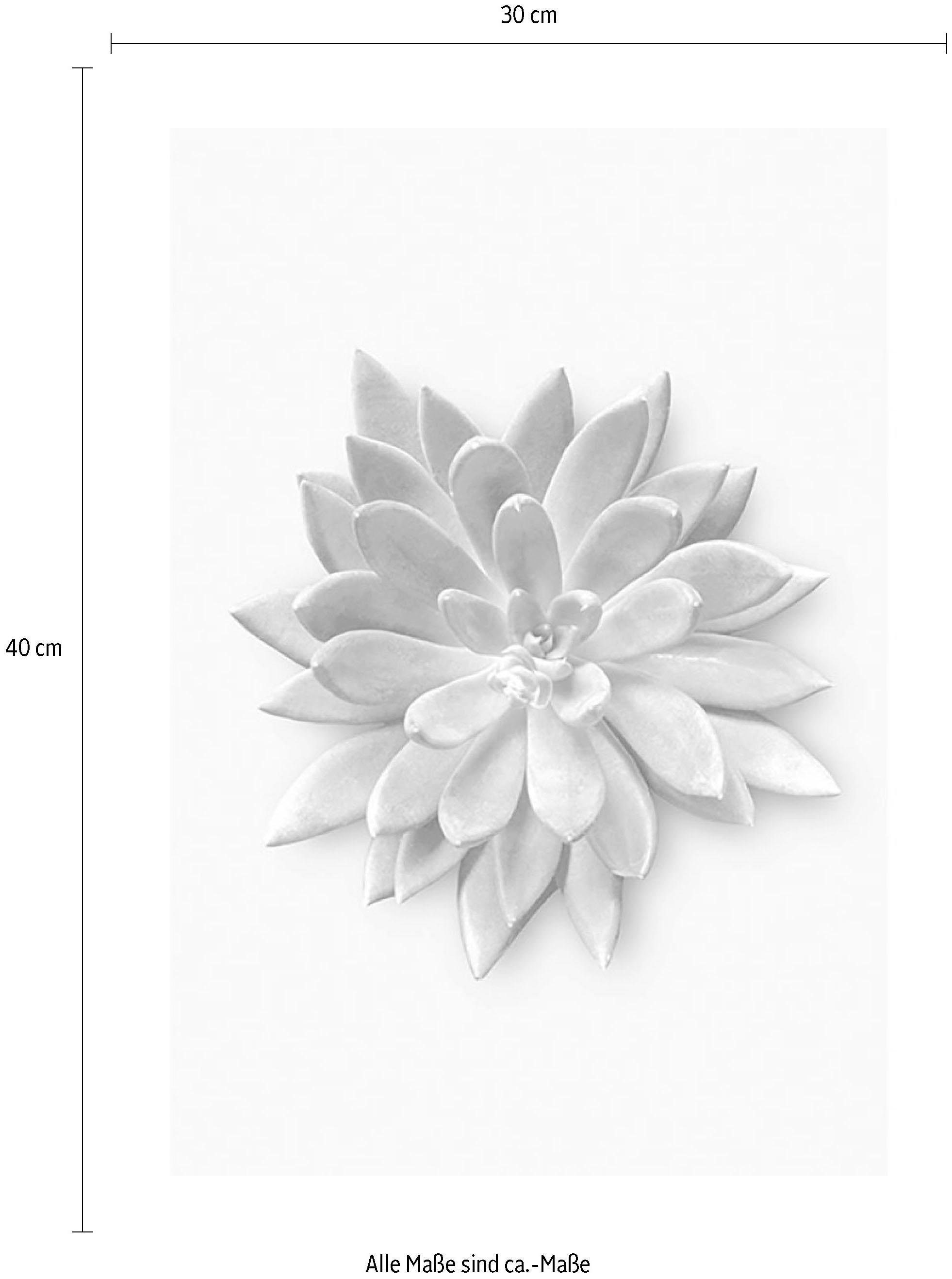 Komar Bild »Succulent Agave«, Pflanzen-Blätter, (1 St.), Wandbild zur Dekoration - ohne Rahmen