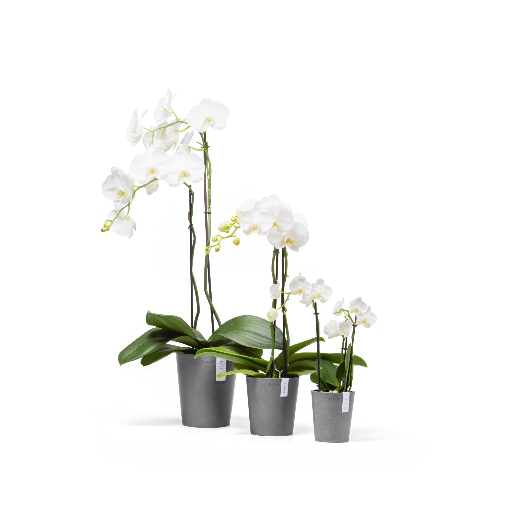 ECOPOTS Blumentopf »Morinda«, ØxH: 14,2x16 cm