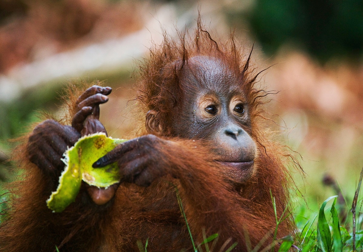 Papermoon Fototapete »Baby Orang-Utan-Porträt«