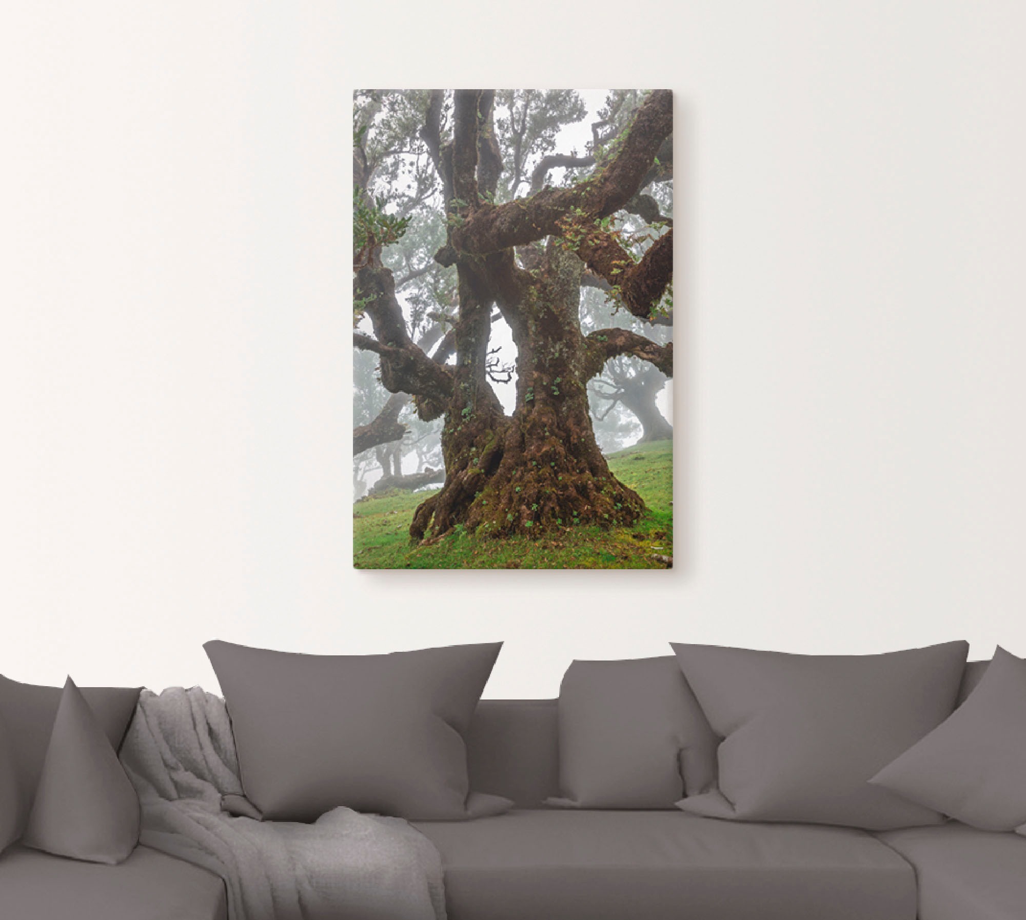 Artland Wandbild »Alter Lorbeerbaum«, Bäume, (1 St.), als Leinwandbild, Poster in verschied. Größen
