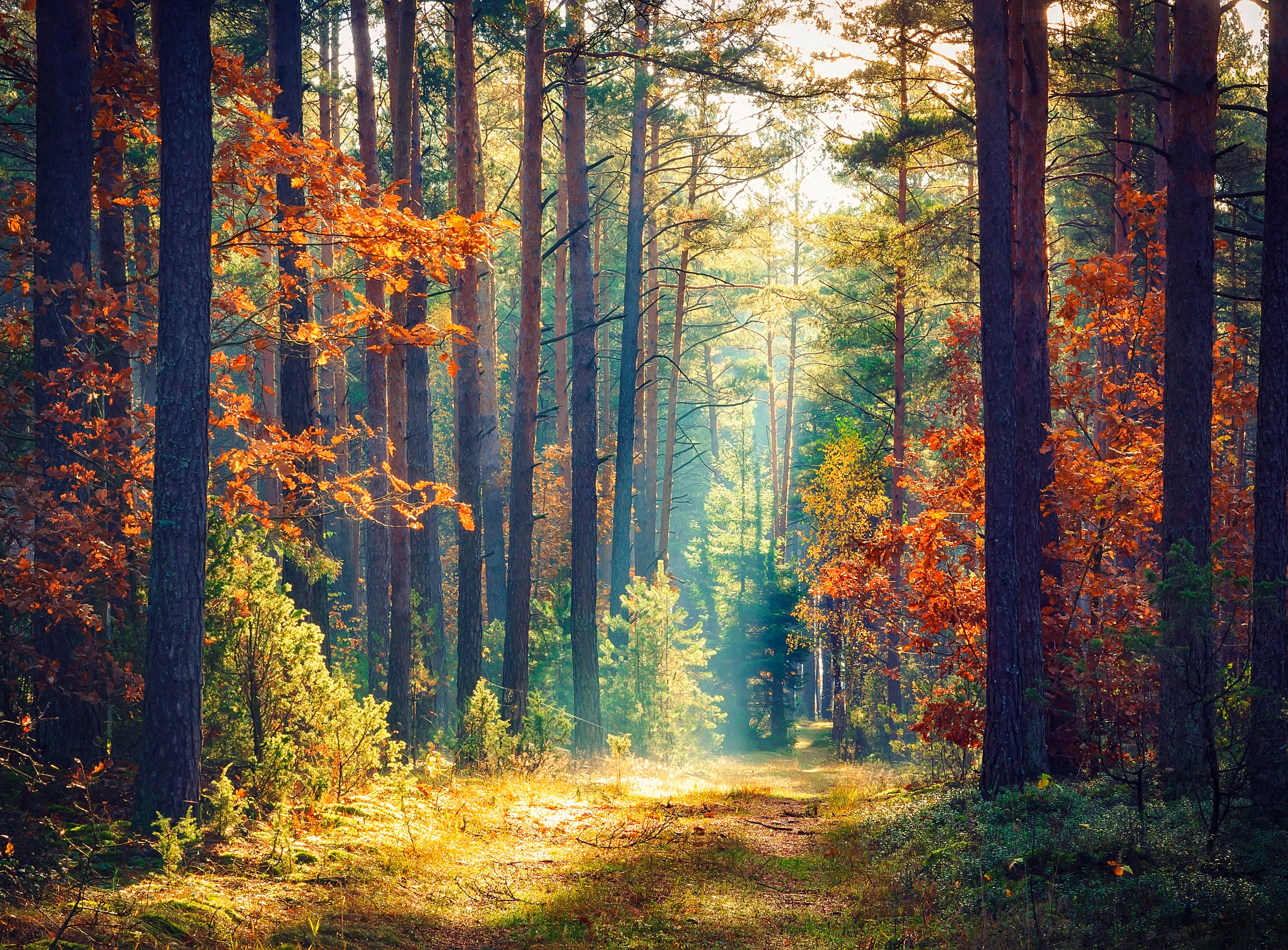 Papermoon Fototapete "Autumn Forest Sun Rays" glatt