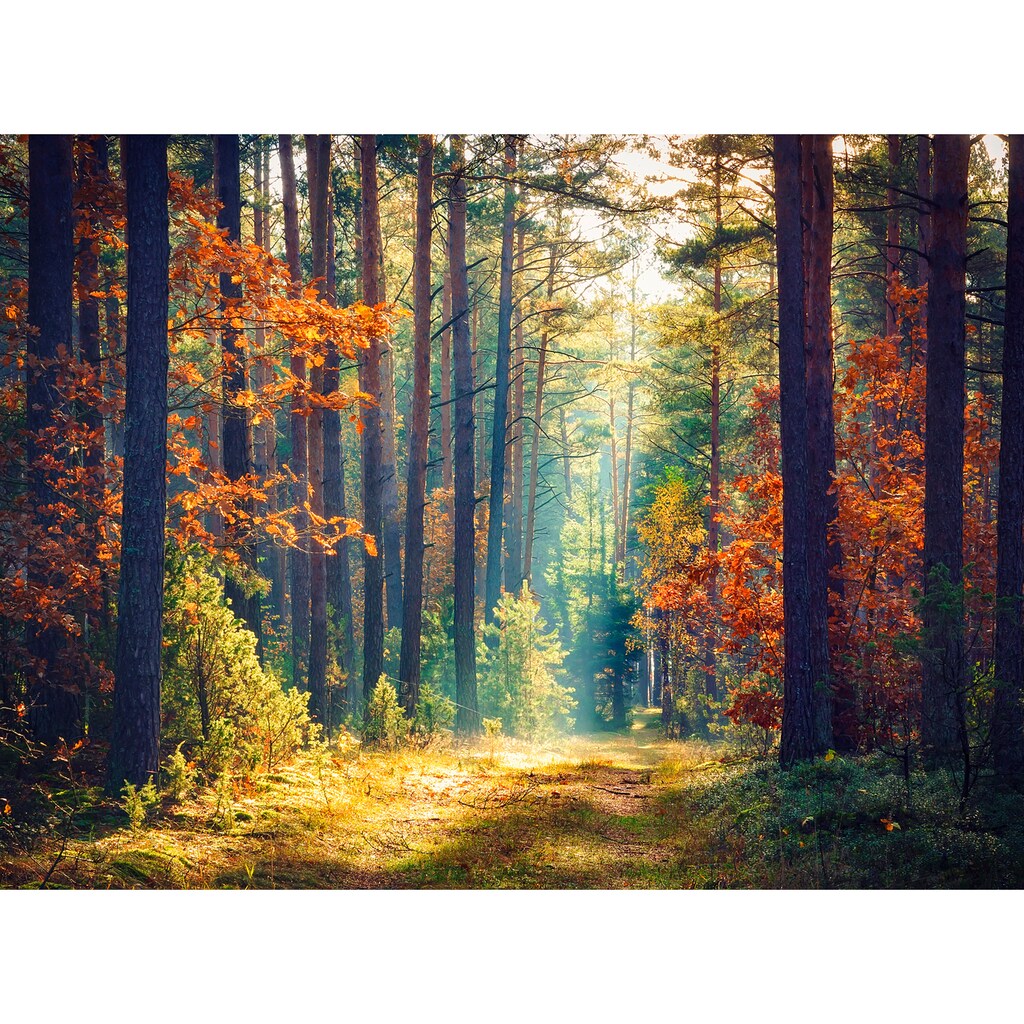 Papermoon Fototapete »Autumn Forest Sun Rays«