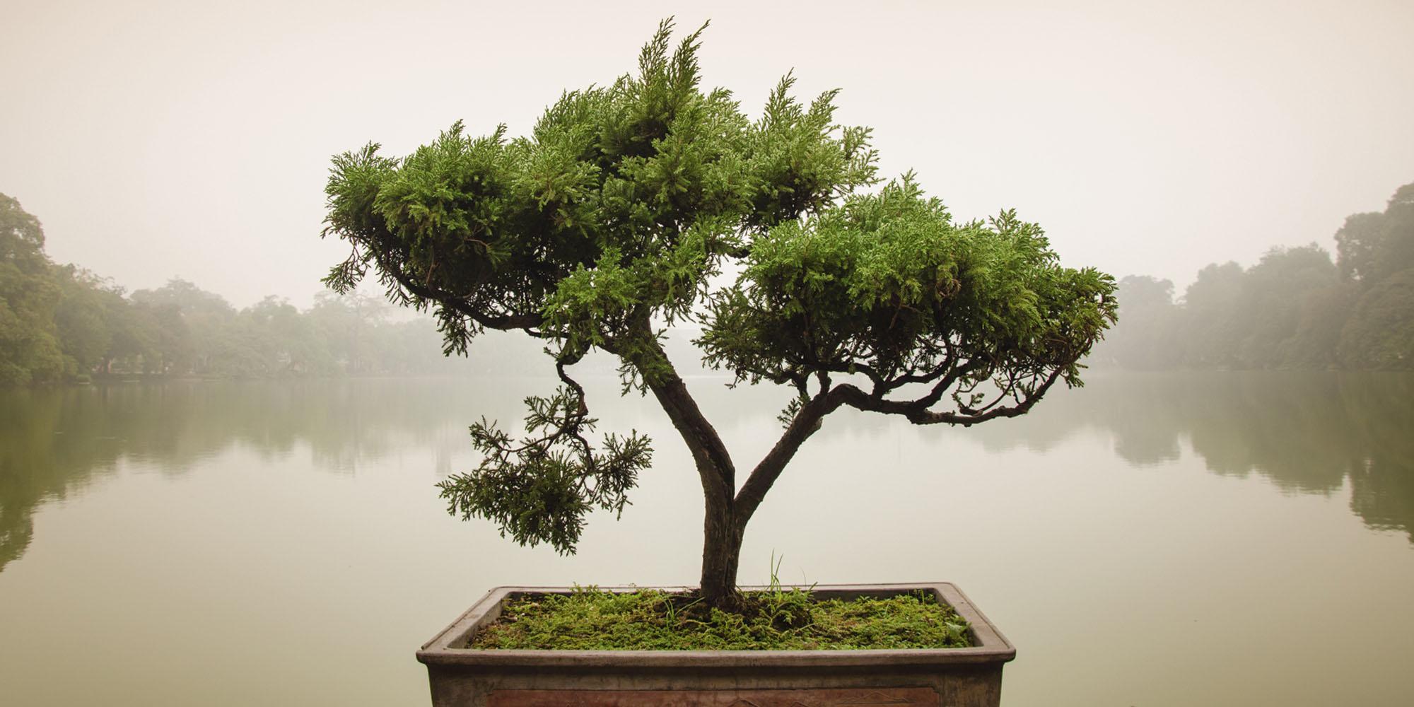Home affaire Glasbild Panom: Chinesischer Bonsaibaum, 100/50 cm grün Bilder Wohnaccessoires