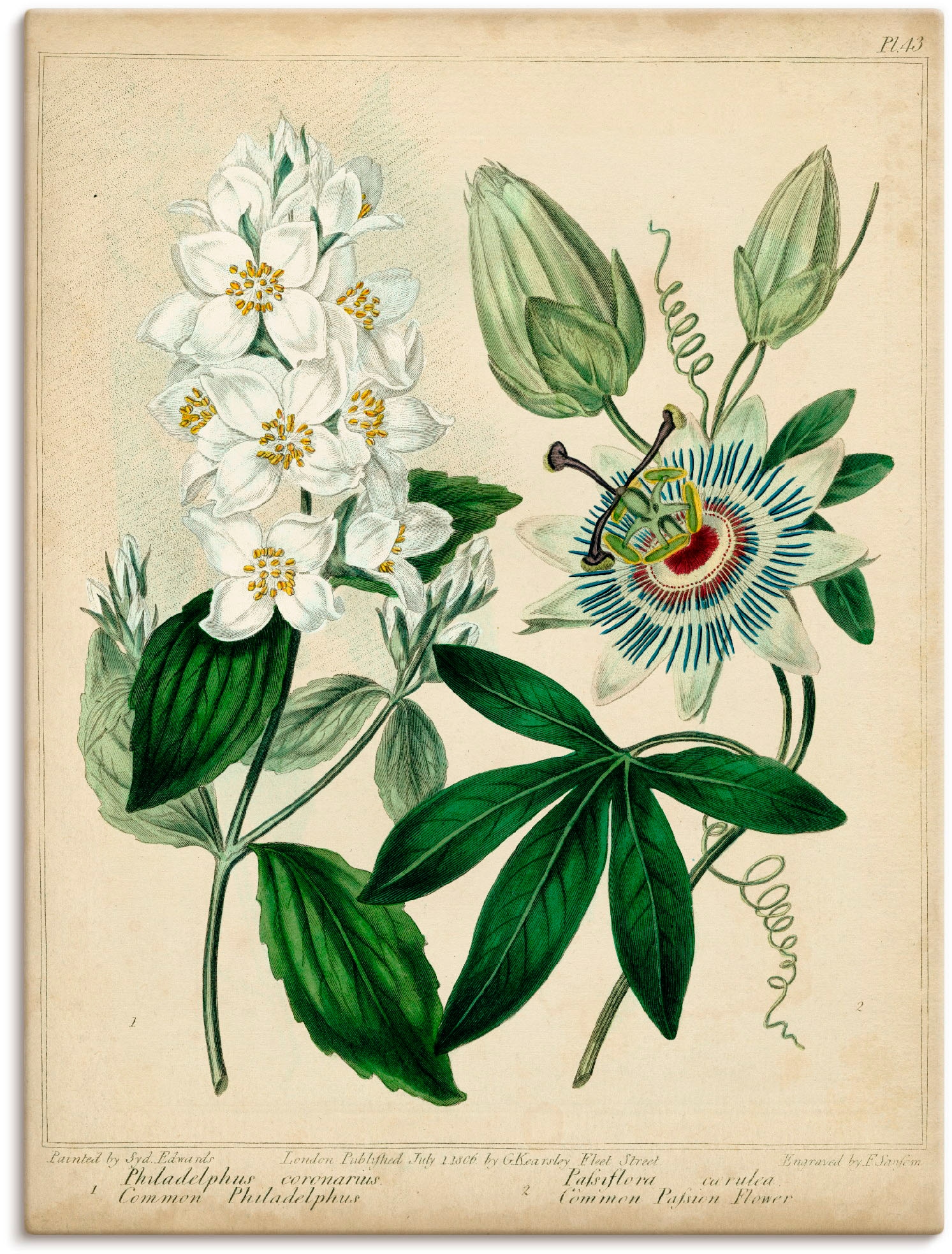 Artland Wandbild "Federnelke II", Blumen, (1 St.), als Leinwandbild, Poster günstig online kaufen