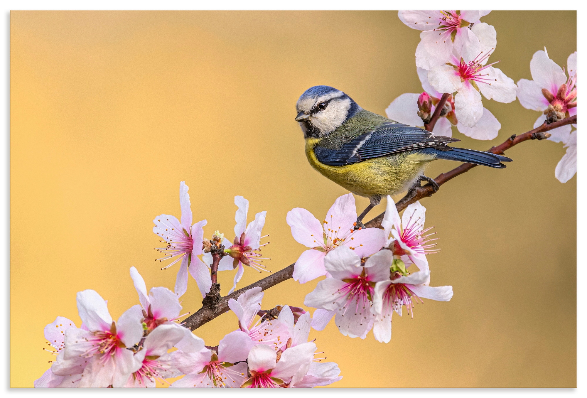 Artland Wandbild "Blaumeise an Mandelblüten" Vogelbilder 1 Stk. tlg. als Alubild, Leinwandbild, Poster, Wandaufkleber in verschied. Größen