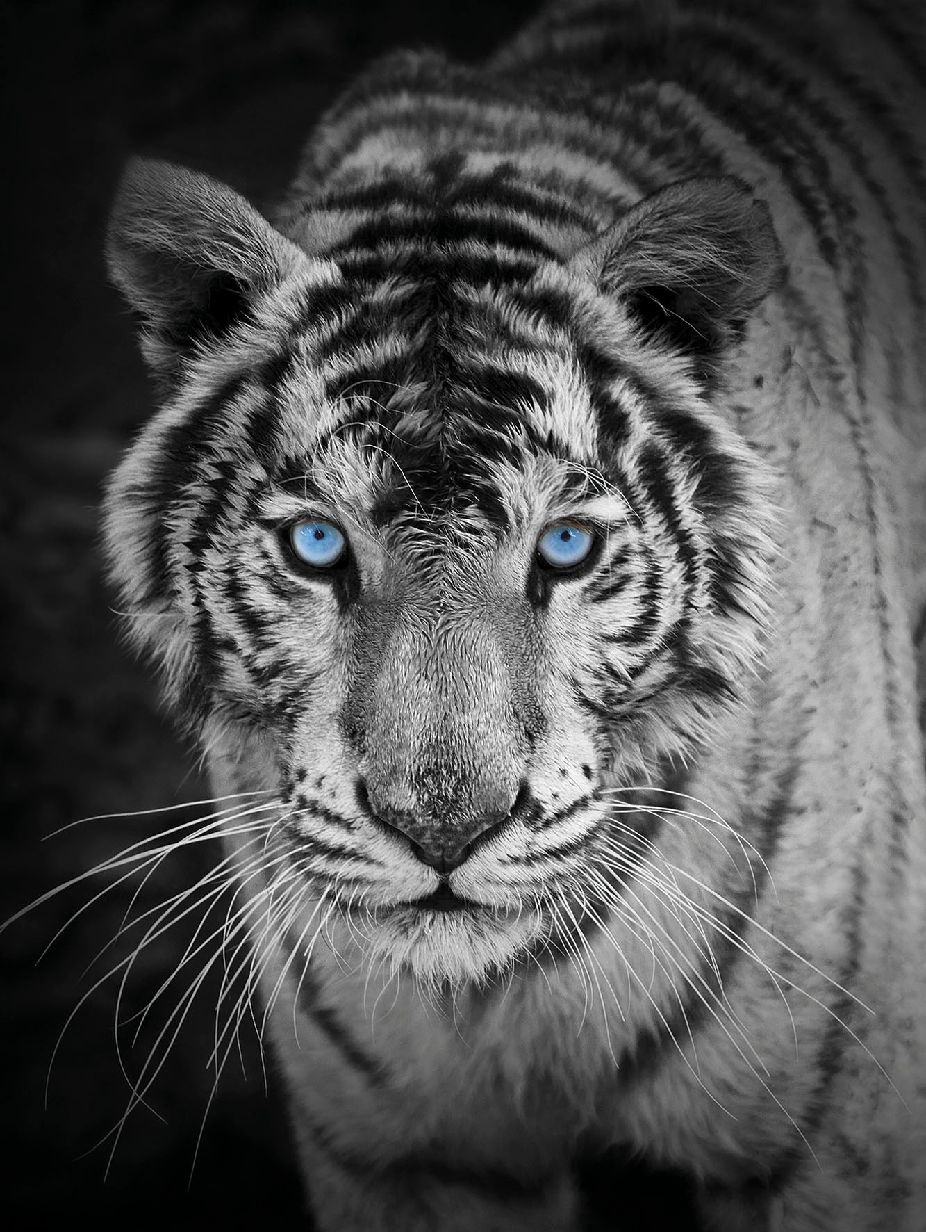 KiNZLER Wohndecke »Mikrofaser Fotodruck "Tiger"«