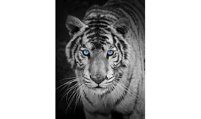 Wohndecke »Mikrofaser Fotodruck "Tiger"«