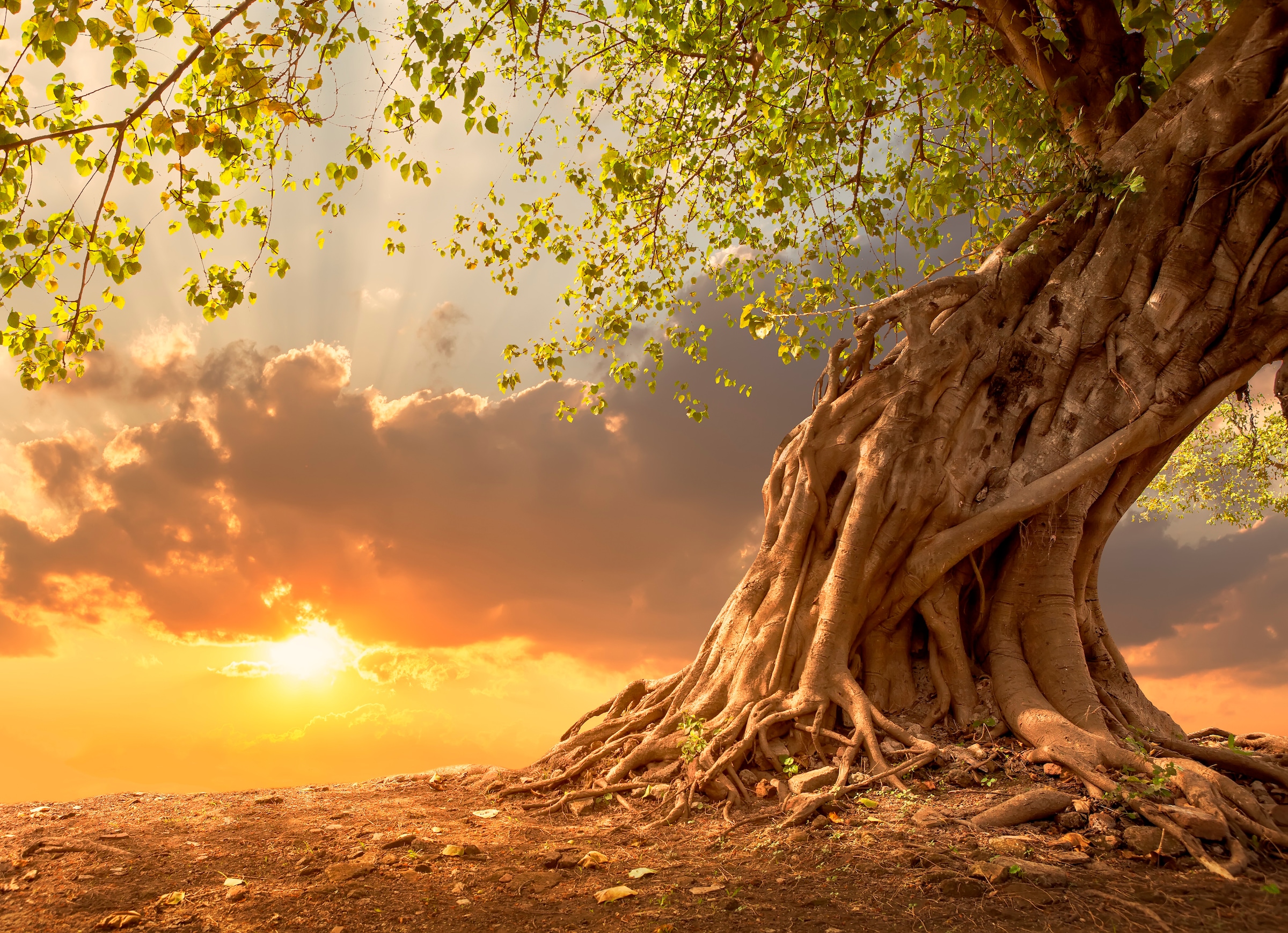 Papermoon Fototapete "Old Tree in Sunset" glatt günstig online kaufen