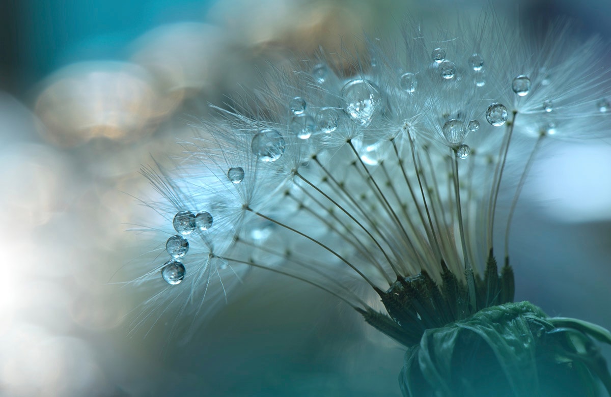 Papermoon "Zen Wassertropfen mit Blume Makro"