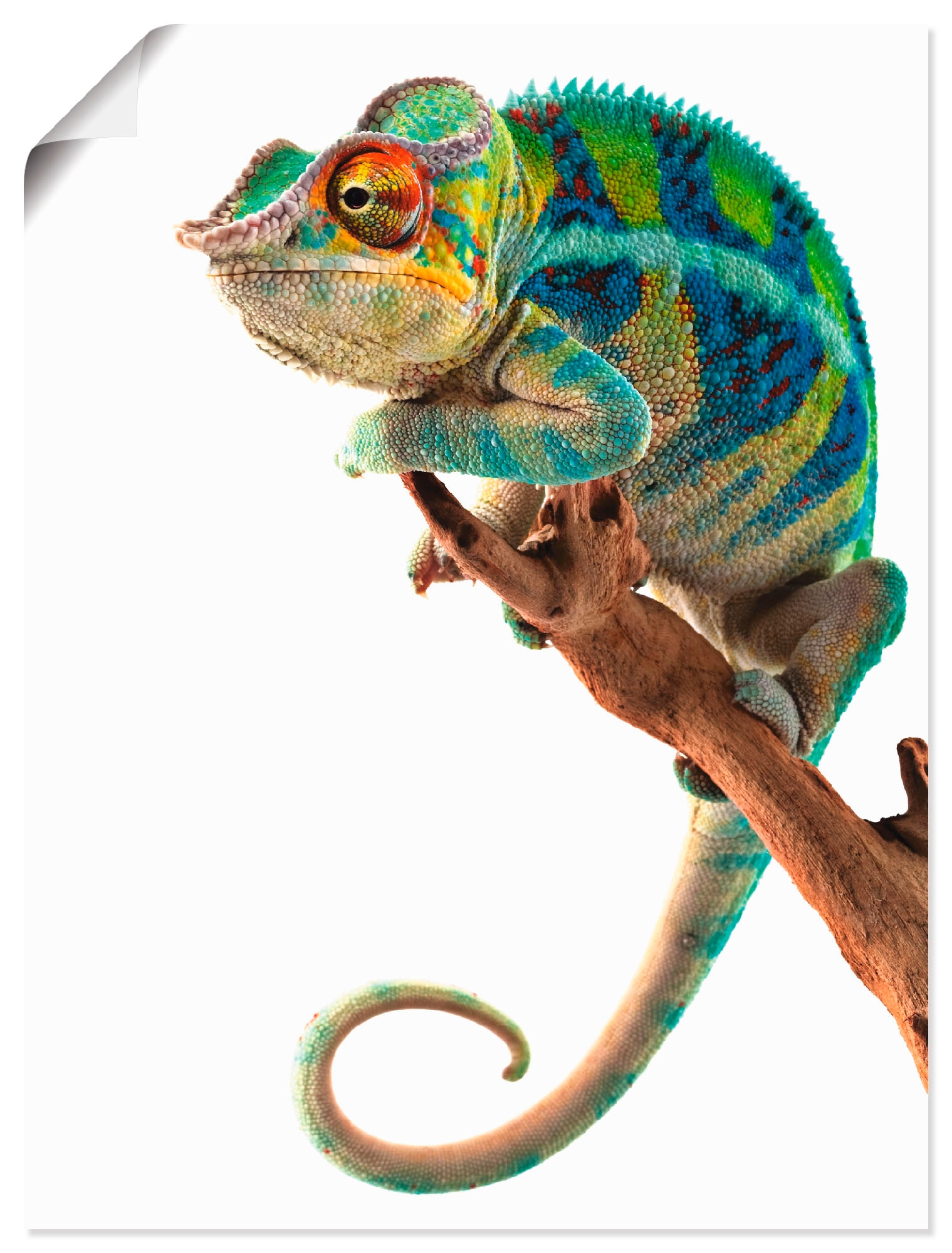 Artland Wandbild »Ambanja Panther Chamäleon«, Reptilien, (1 St.), als Leinwandbild, Poster in verschied. Größen