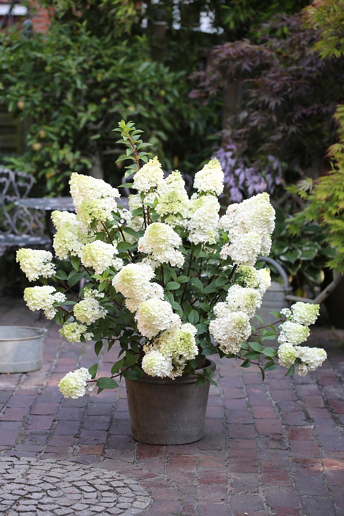 BCM Gehölze »Rispen-Hortensie 'Sundae Fraise'«, (1 St.), Höhe: 50-60 cm, 1 Pflanze kaufen