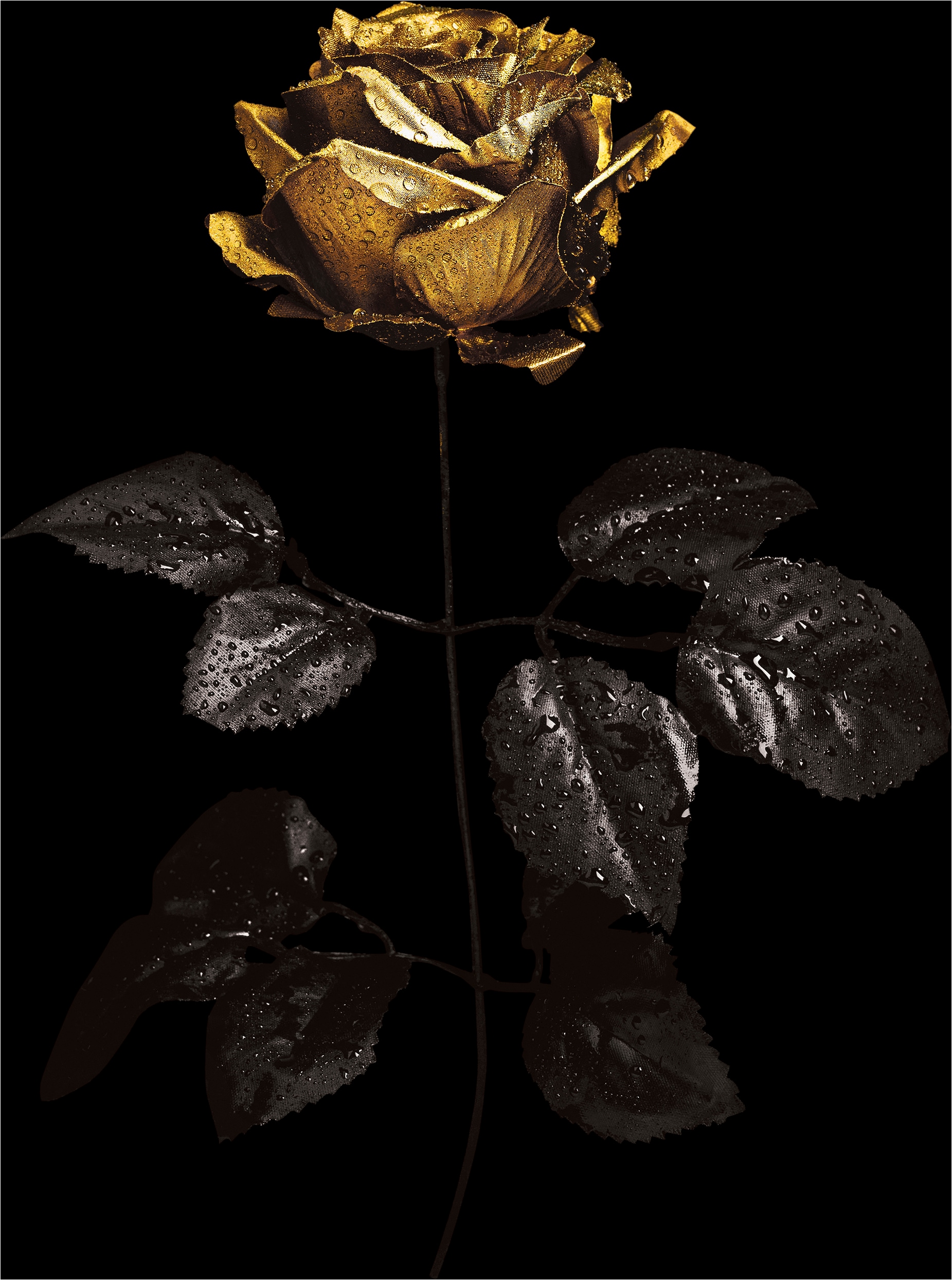 queence Acrylglasbild "Wandbild, Goldbild, Bild Rose mit Blattgold veredelt" Abstrakte Fantasy Kunst Handveredelt mit Blattgold für eine edle und zeitlose Optik.