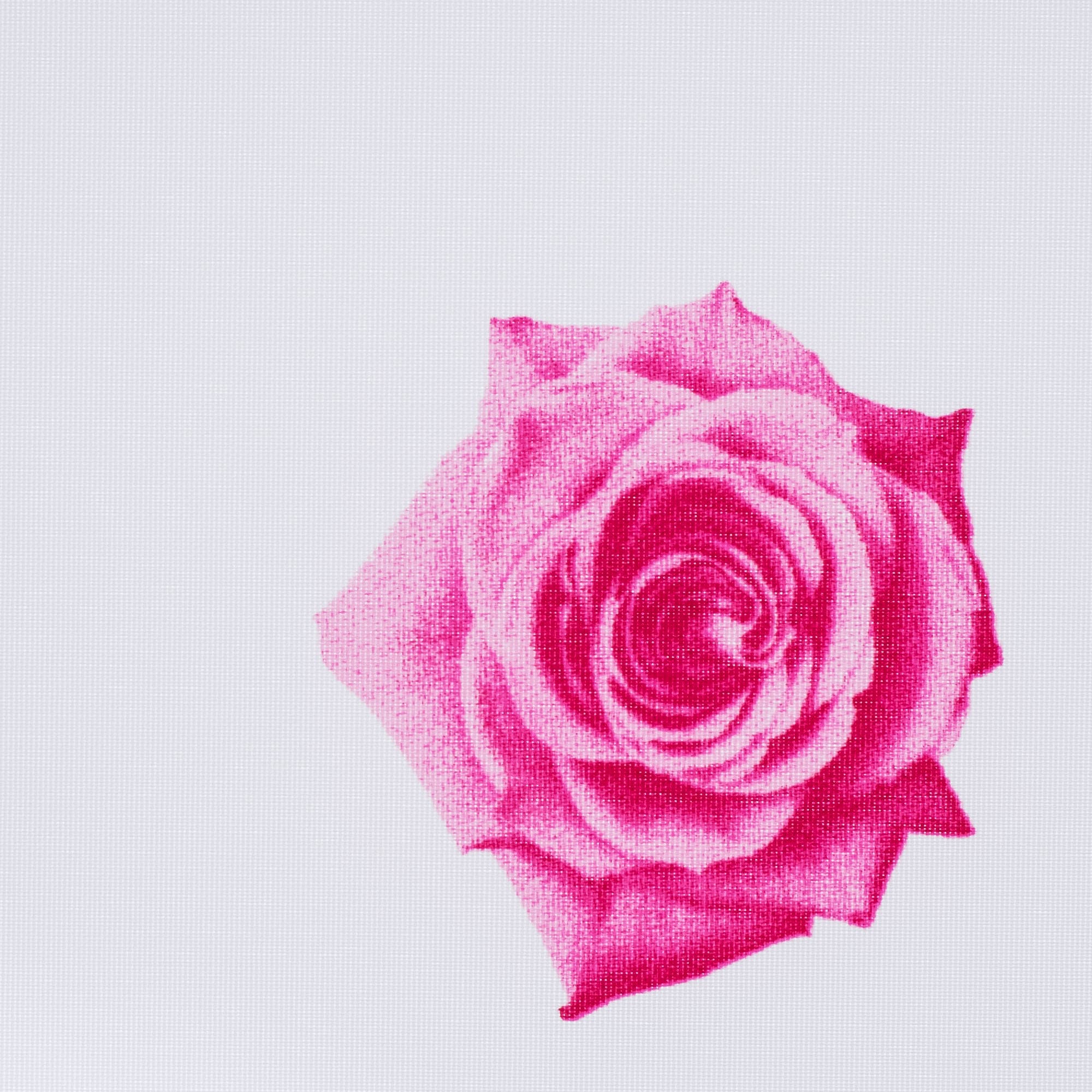 Liedeco Seitenzugrollo »Rosen«, Lichtschutz, freihängend, Seitenzugrollo, Kettenzugrollo, Dekorrollo - Rosen pink