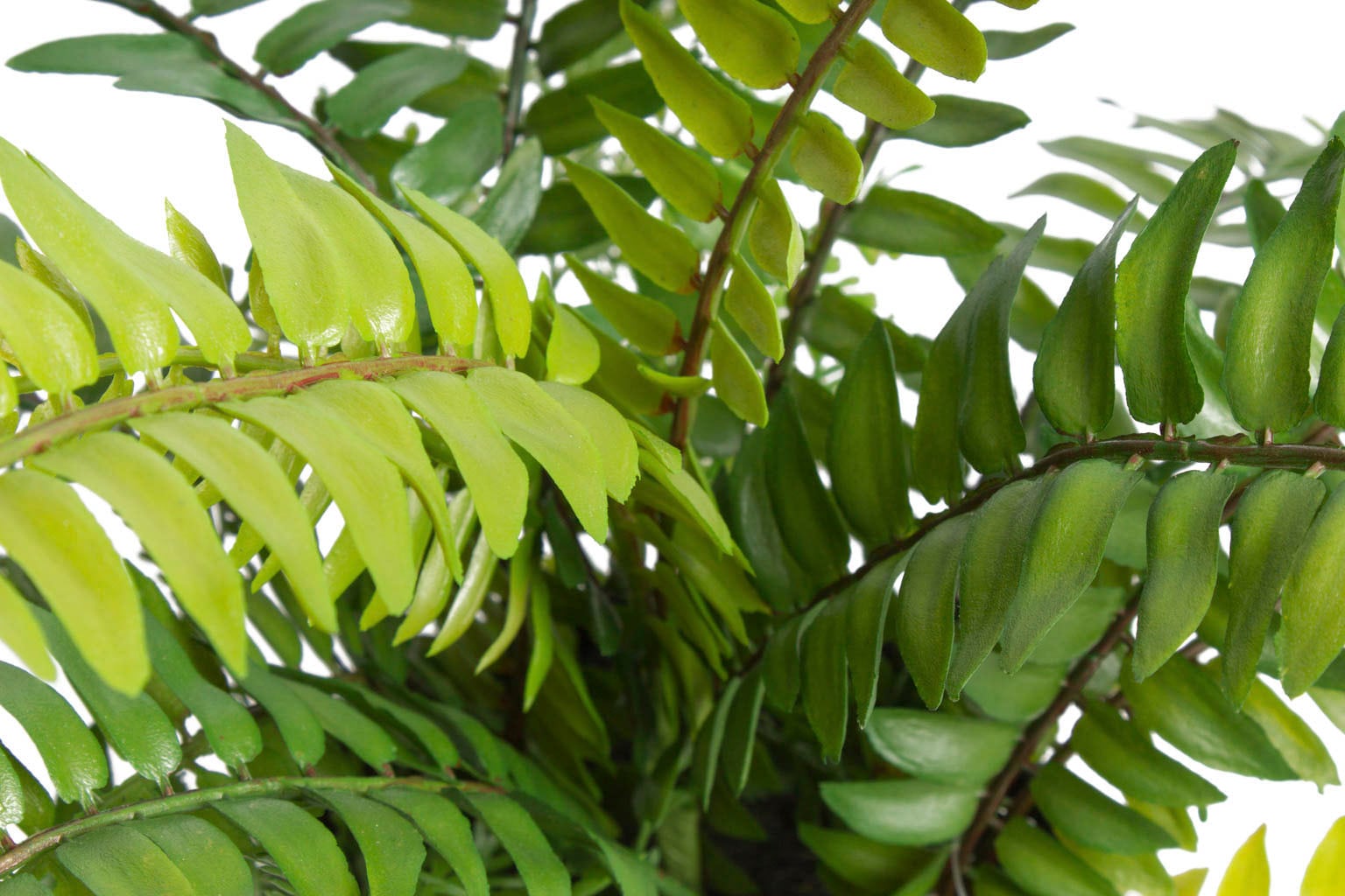 Botanic-Haus Künstliche Zimmerpflanze »Farn mit 18 Blättern«