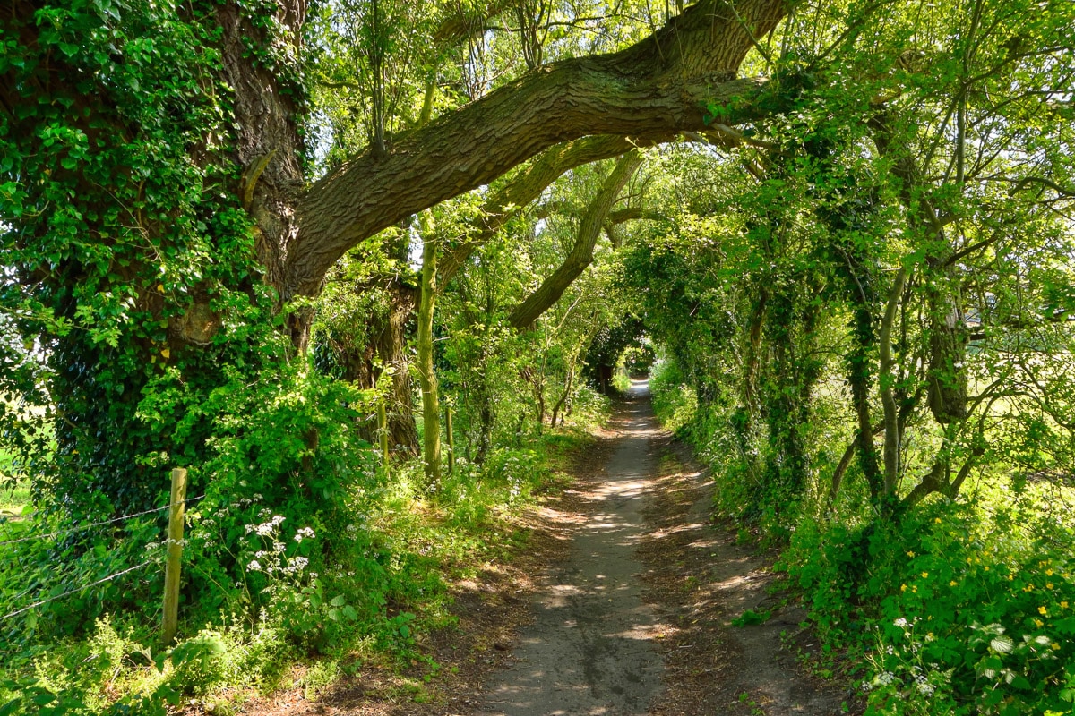 Papermoon "Waldweg"