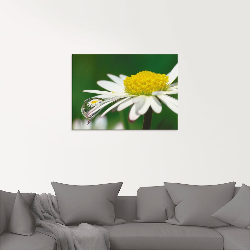 Artland Glasbild »Gänseblümchen mit Wassertropfen«, Blumen, (1 St.)