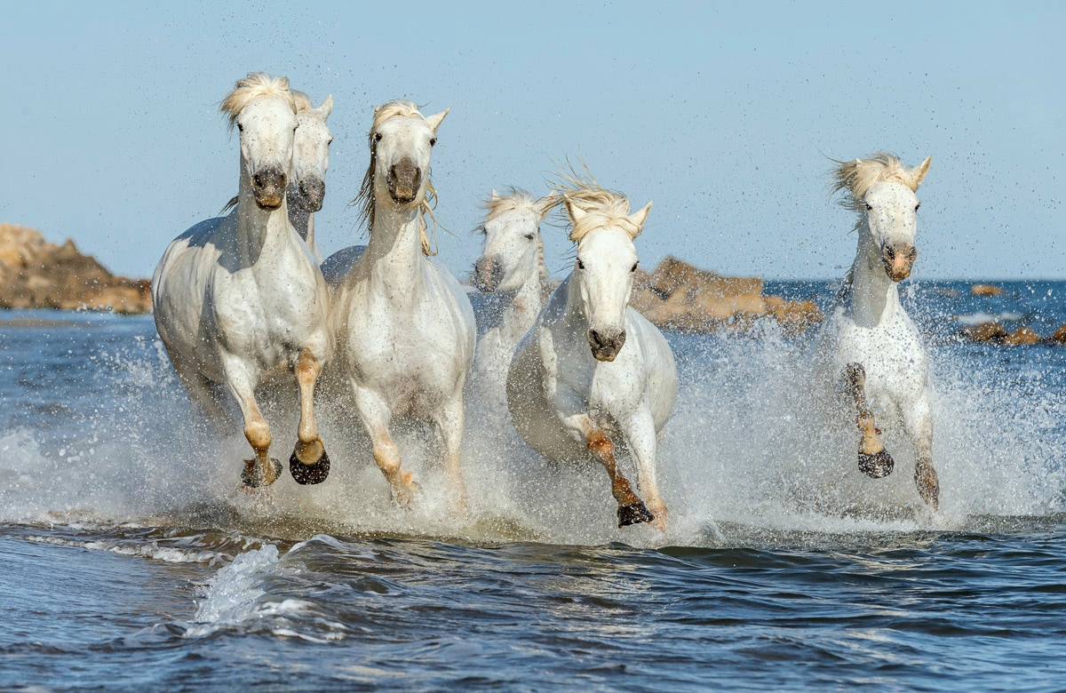 Papermoon Fototapete "PFERDE-CAMARGUE GALLOP STRAND MEER TIERE KÜSTE PROVENCE"