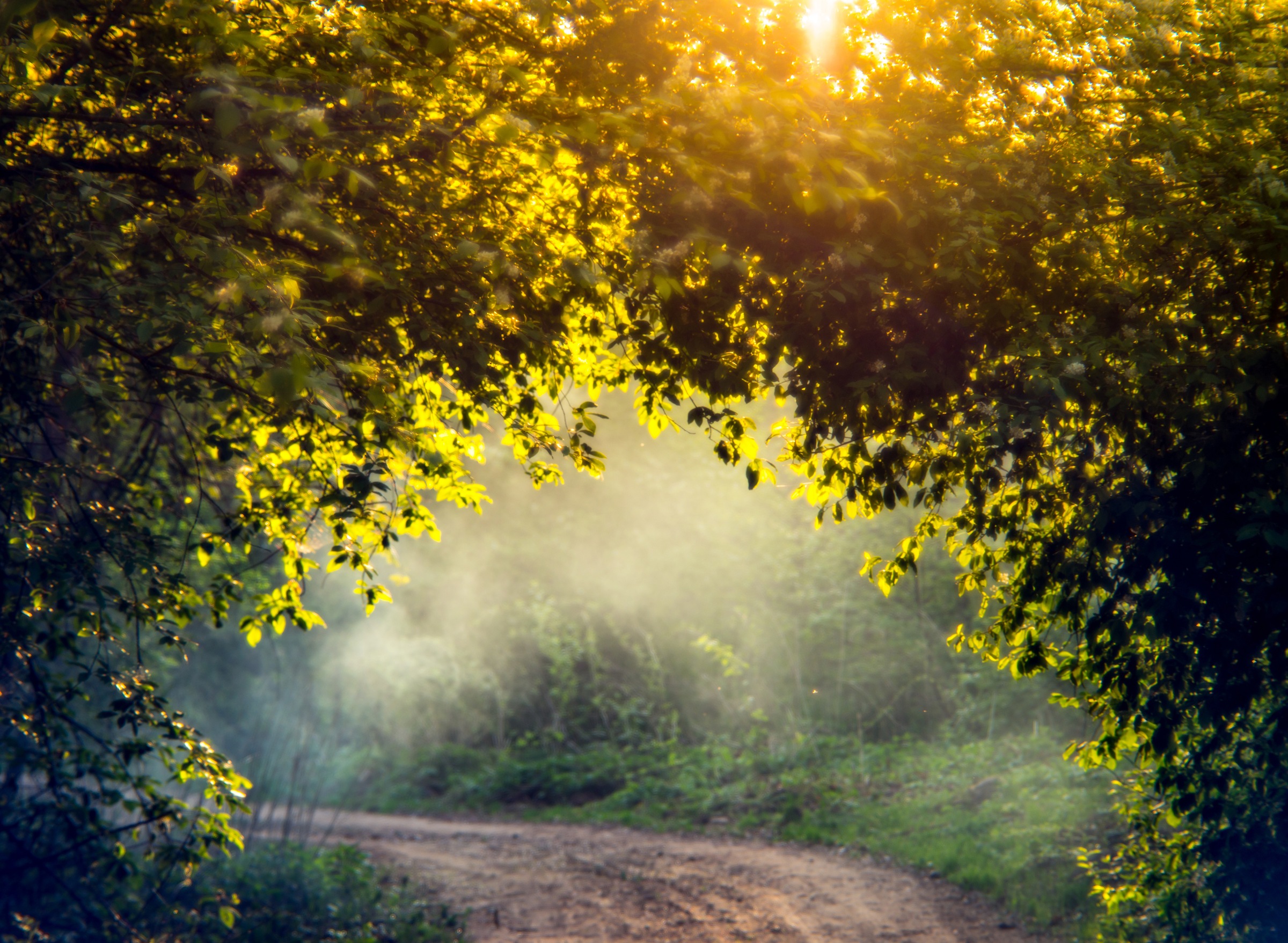 Papermoon Fototapete "Misty Forest in Spring" glatt