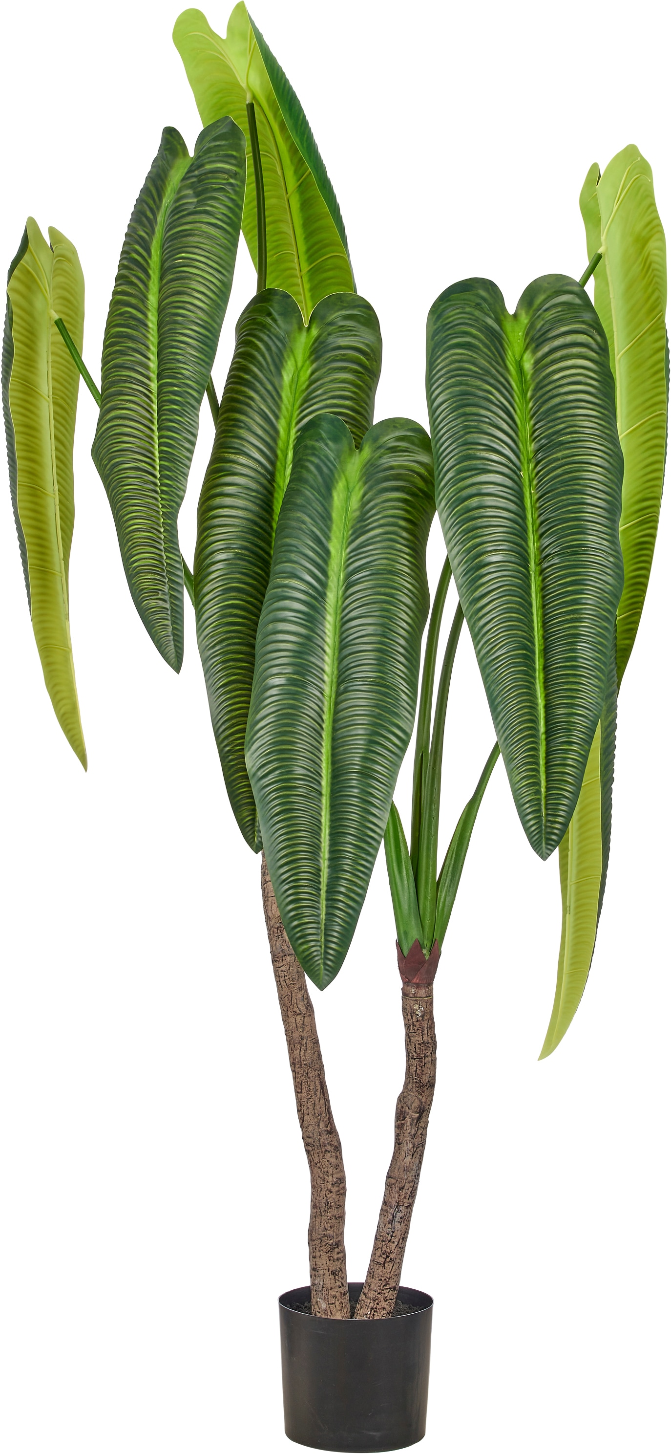 Creativ green Kunstpflanze "Anthurium veitchii" in beeindruckender Größe